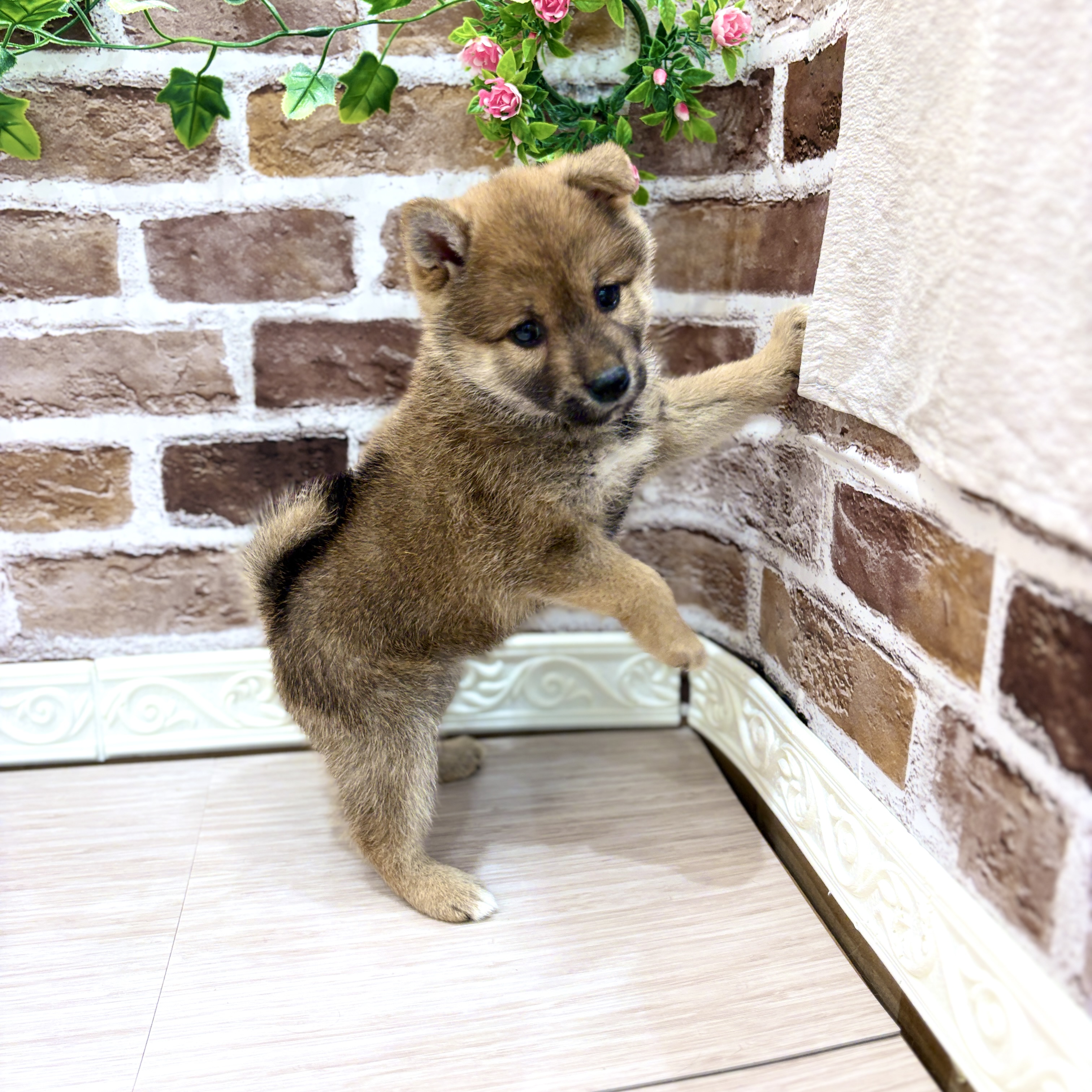 三重県の柴犬(標準サイズ) (犬の家＆猫の里三重桑名店/2026年3月4日生まれ/女の子/赤)の子犬の3枚目の画像
