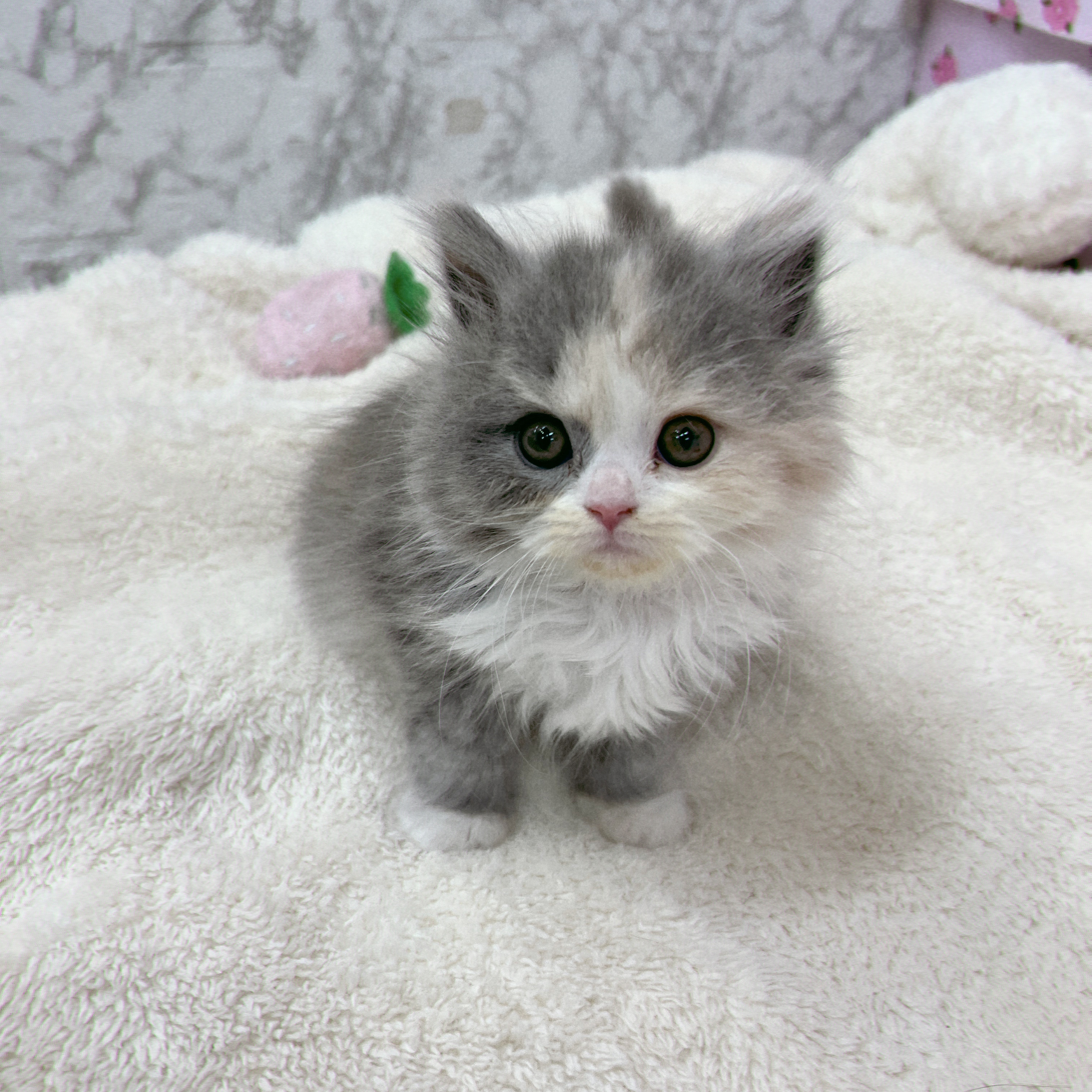 愛知県のスコティッシュフォールド (犬の家＆猫の里エアポートウォーク店/2026年1月26日生まれ/女の子/ブルーパッチドタビーホワイト)の子猫の1枚目の画像