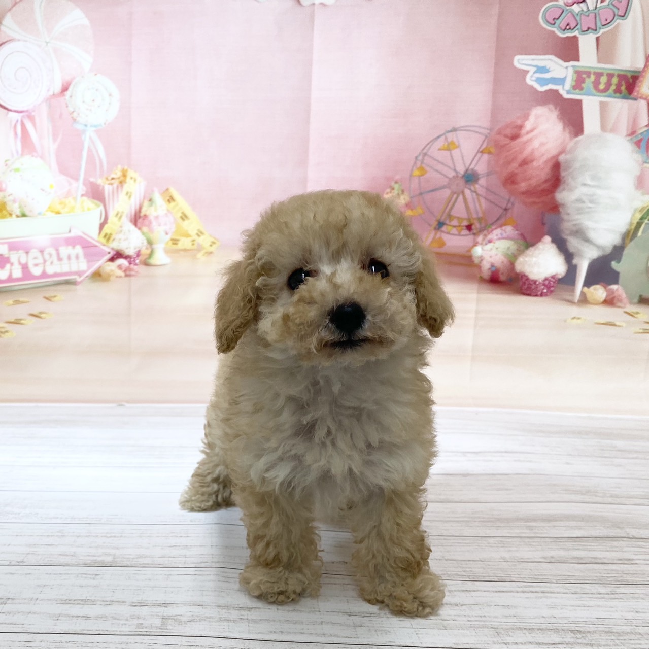 兵庫県のトイプードル(トイ) (犬の家＆猫の里尼崎店/2026年8月16日生まれ/女の子/ペールフォーン)の子犬の3枚目の画像