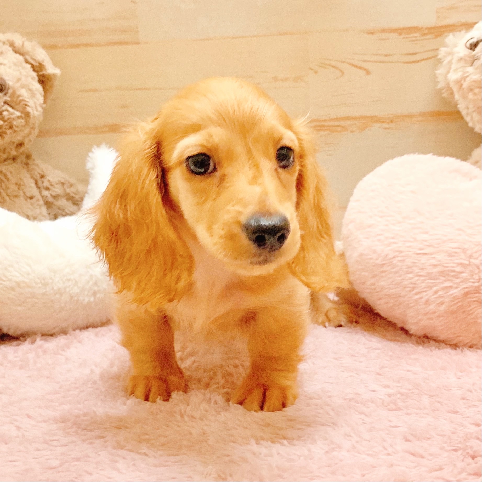 兵庫県のミニチュアダックスフンド(ロング) (犬の家＆猫の里神戸店/2025年7月3日生まれ/男の子/ゴールド)の子犬の3枚目の画像