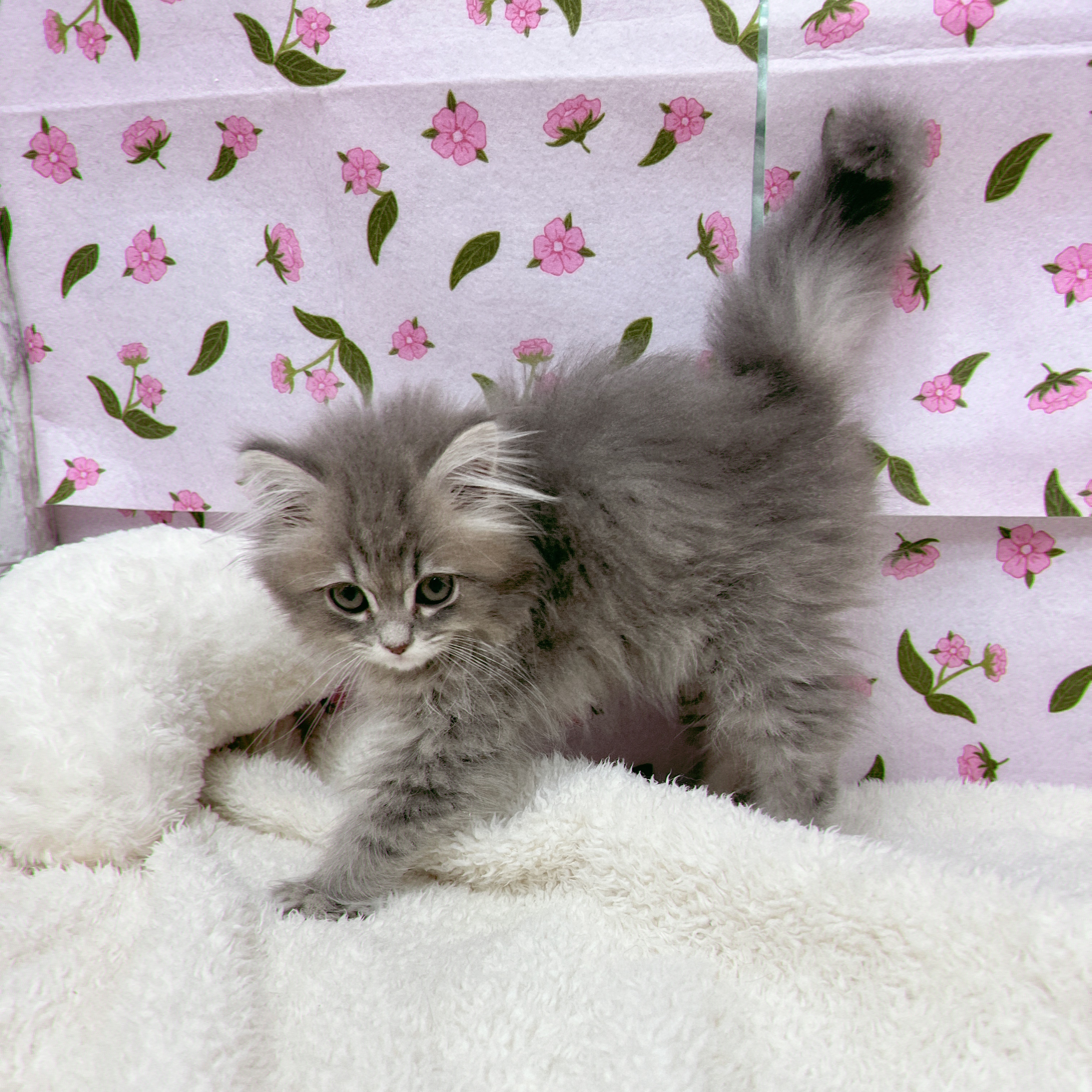 愛知県のマンチカン (犬の家＆猫の里エアポートウォーク店/2026年1月25日生まれ/女の子/ブルーパッチドタビー)の子猫の3枚目の画像