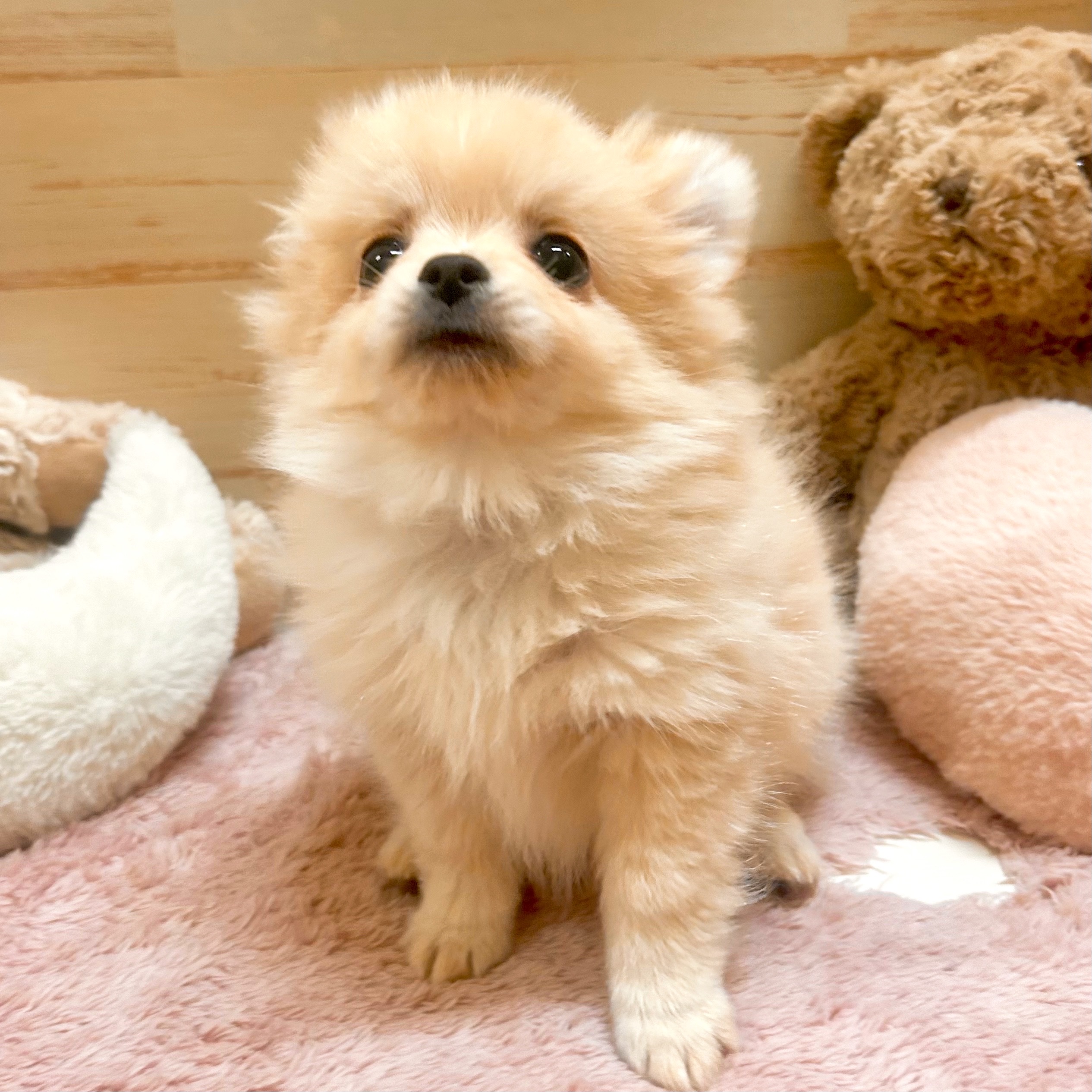 兵庫県のポメチワ/チワポメ/ポメチー(ポメラニアン×チワワ) (犬の家＆猫の里神戸店/2025年11月29日生まれ/男の子/クリーム)の子犬の3枚目の画像
