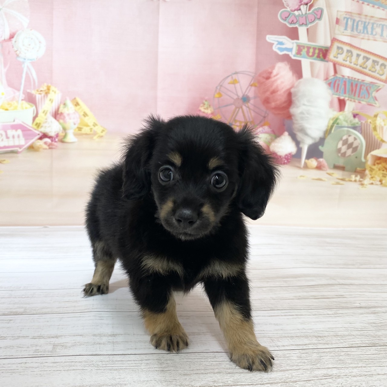 兵庫県のチワックス(チワワ×ダックス) (犬の家＆猫の里尼崎店/2026年8月20日生まれ/女の子/ブラックタン)の子犬の3枚目の画像