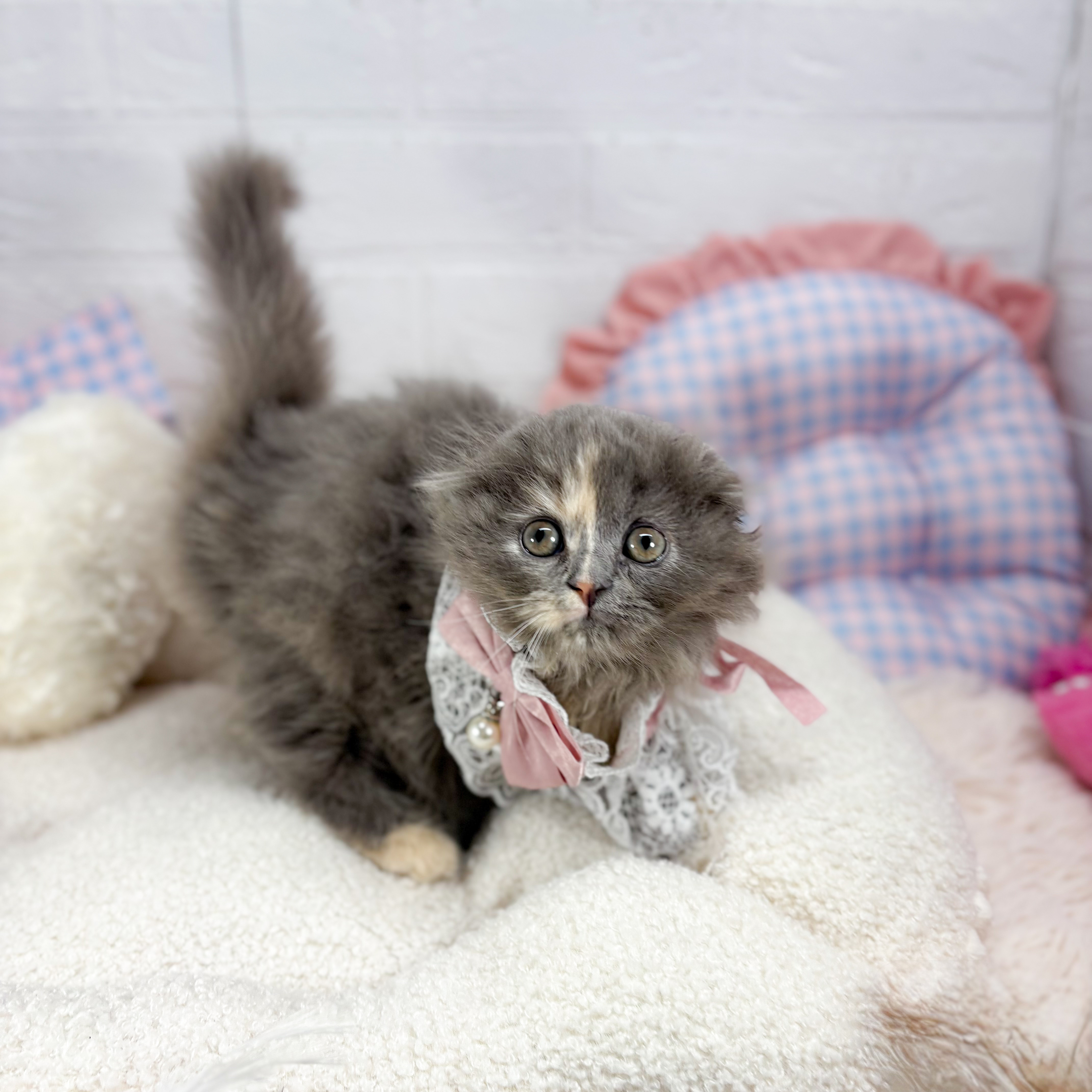 神奈川県のスコティッシュフォールド (犬の家＆猫の里元住吉ブレーメン通り店/2025年9月25日生まれ/女の子/ブルーパッチドタビー)の子猫の1枚目の画像