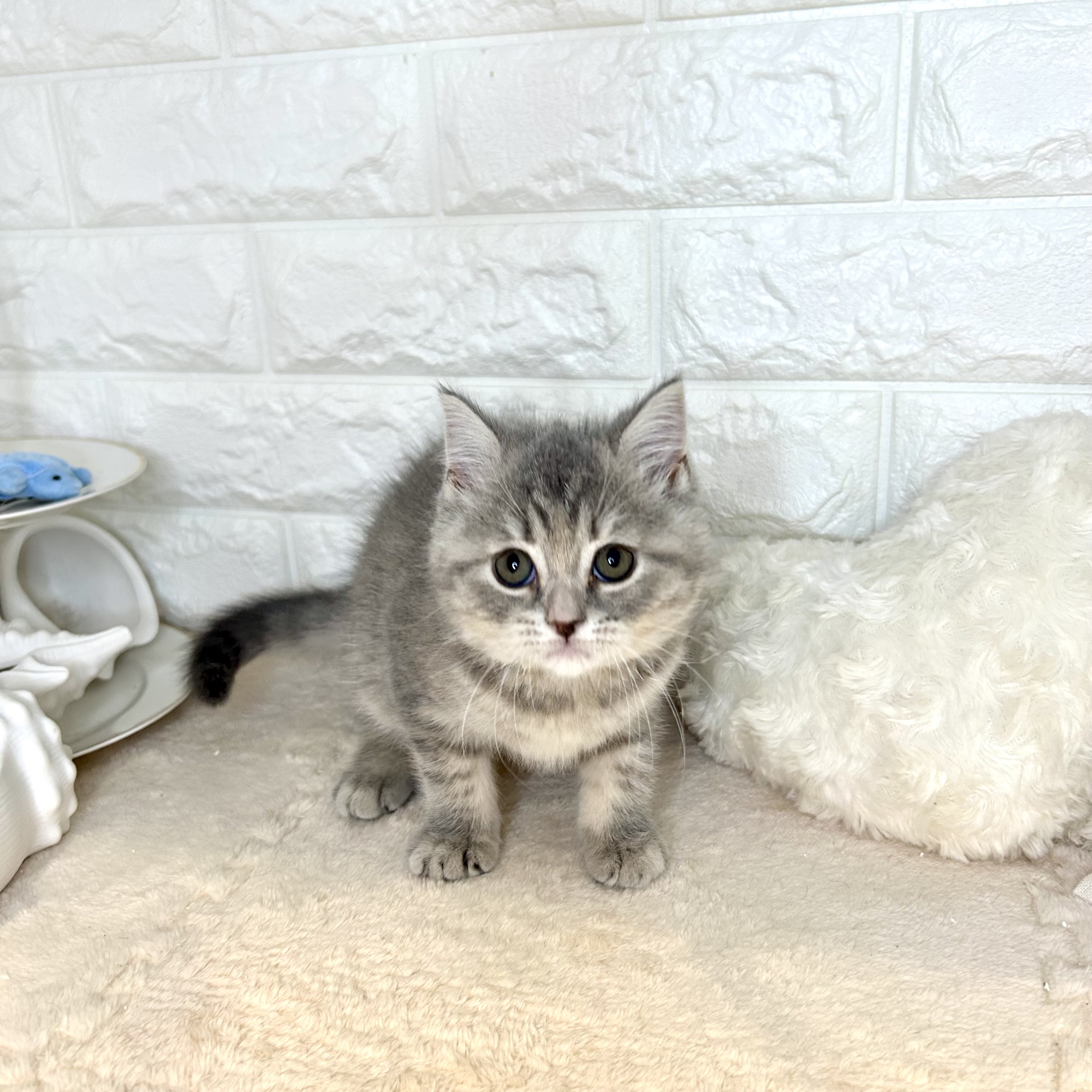 東京都のスコティッシュフォールド (犬の家＆猫の里新宿店/2025年9月23日生まれ/女の子/ブルーパッチドタビー)の子猫の1枚目の画像