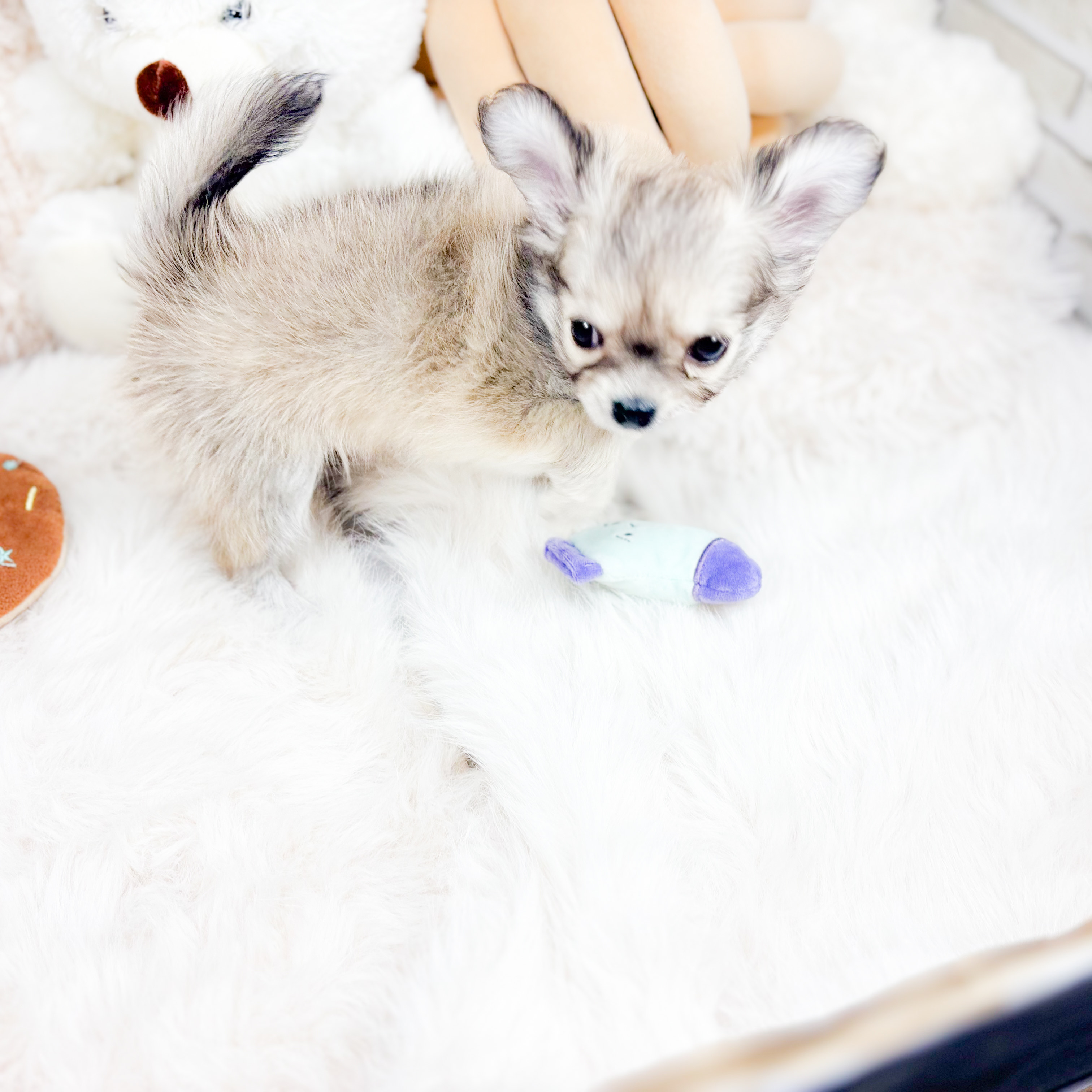 神奈川県のチワワ(ロング) (犬の家＆猫の里元住吉ブレーメン通り店/2025年10月6日生まれ/女の子/フォーン)の子犬の3枚目の画像