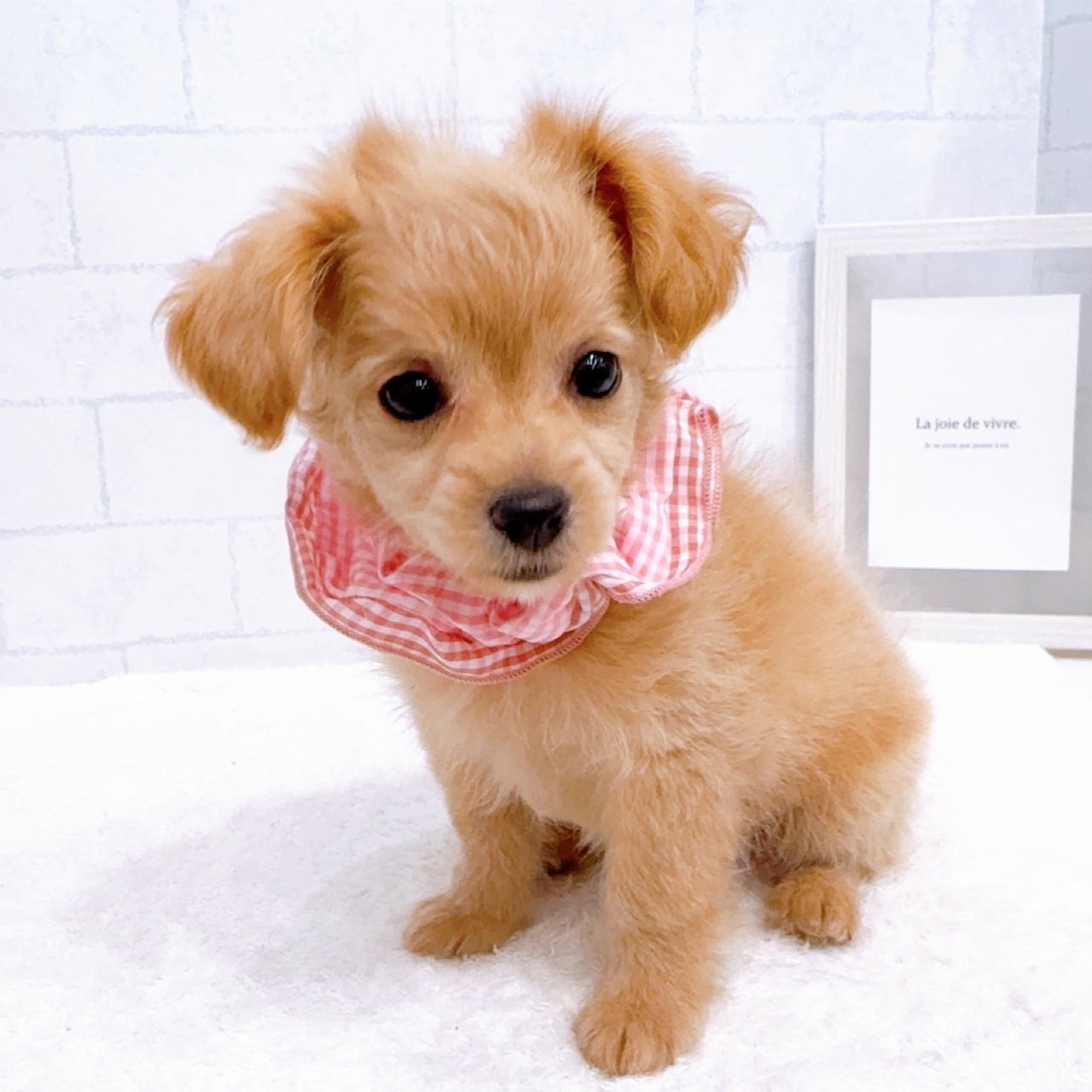 石川県のチワプー/プーチー(チワワ×プードル) (犬の家＆猫の里金沢店/2025年11月15日生まれ/女の子/アプリコット)の子犬の3枚目の画像