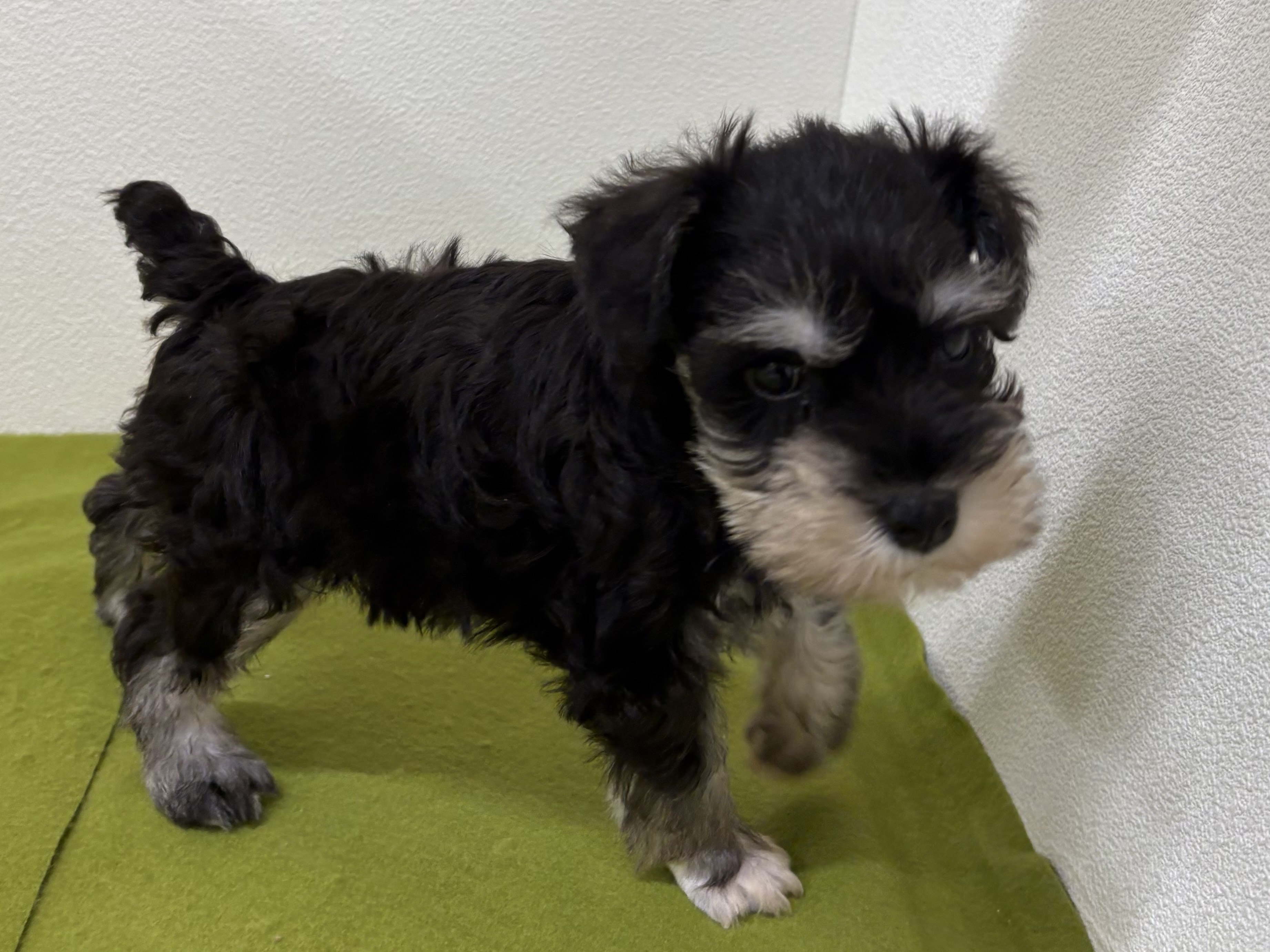 福岡県のミニチュアシュナウザー (犬の家＆猫の里シュロアモール筑紫野店/2025年7月8日生まれ/男の子/ブラックシルバー)の子犬の3枚目の画像
