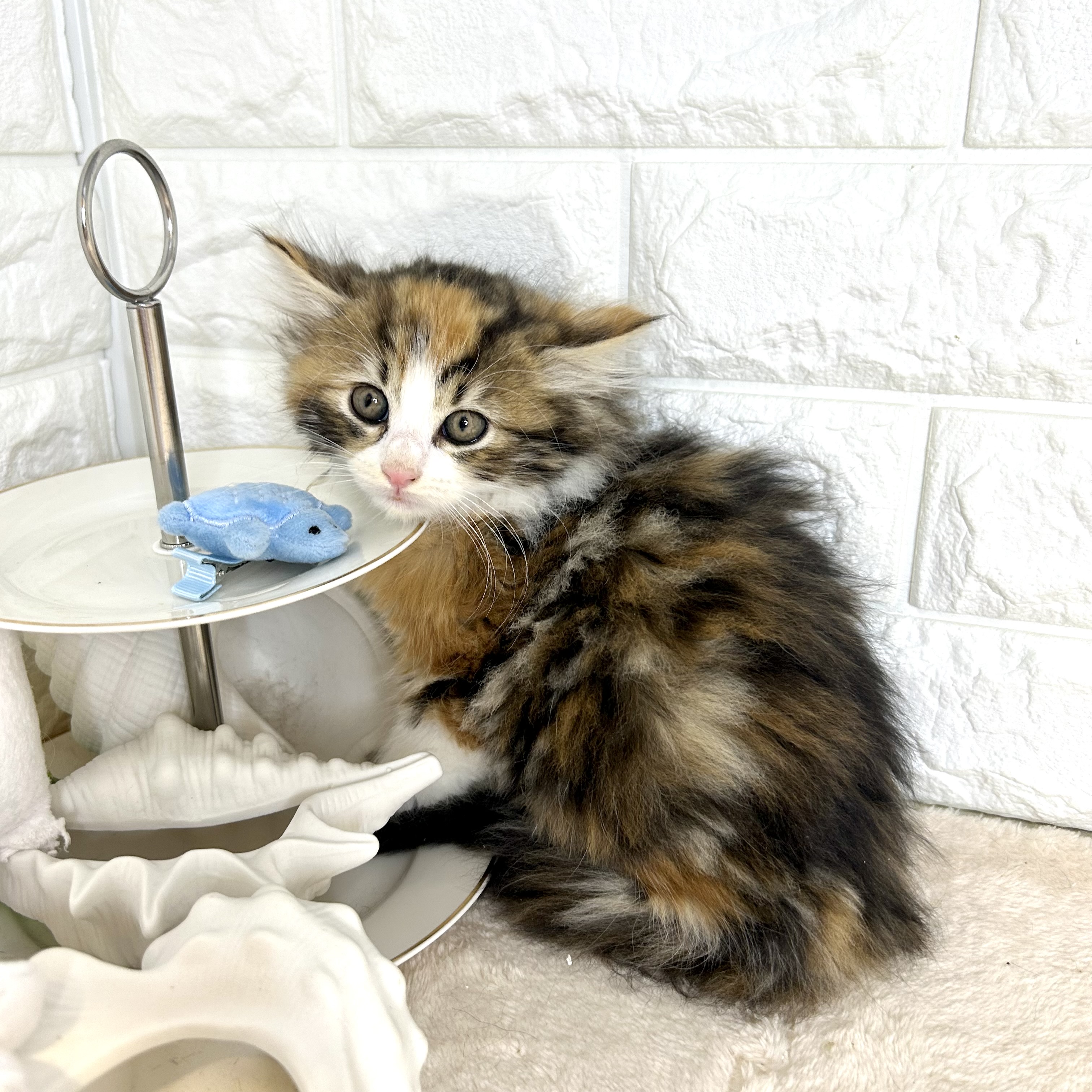 東京都のノルウェージャンフォレストキャット (犬の家＆猫の里新宿店/2025年9月30日生まれ/女の子/キャリコ)の子猫の3枚目の画像