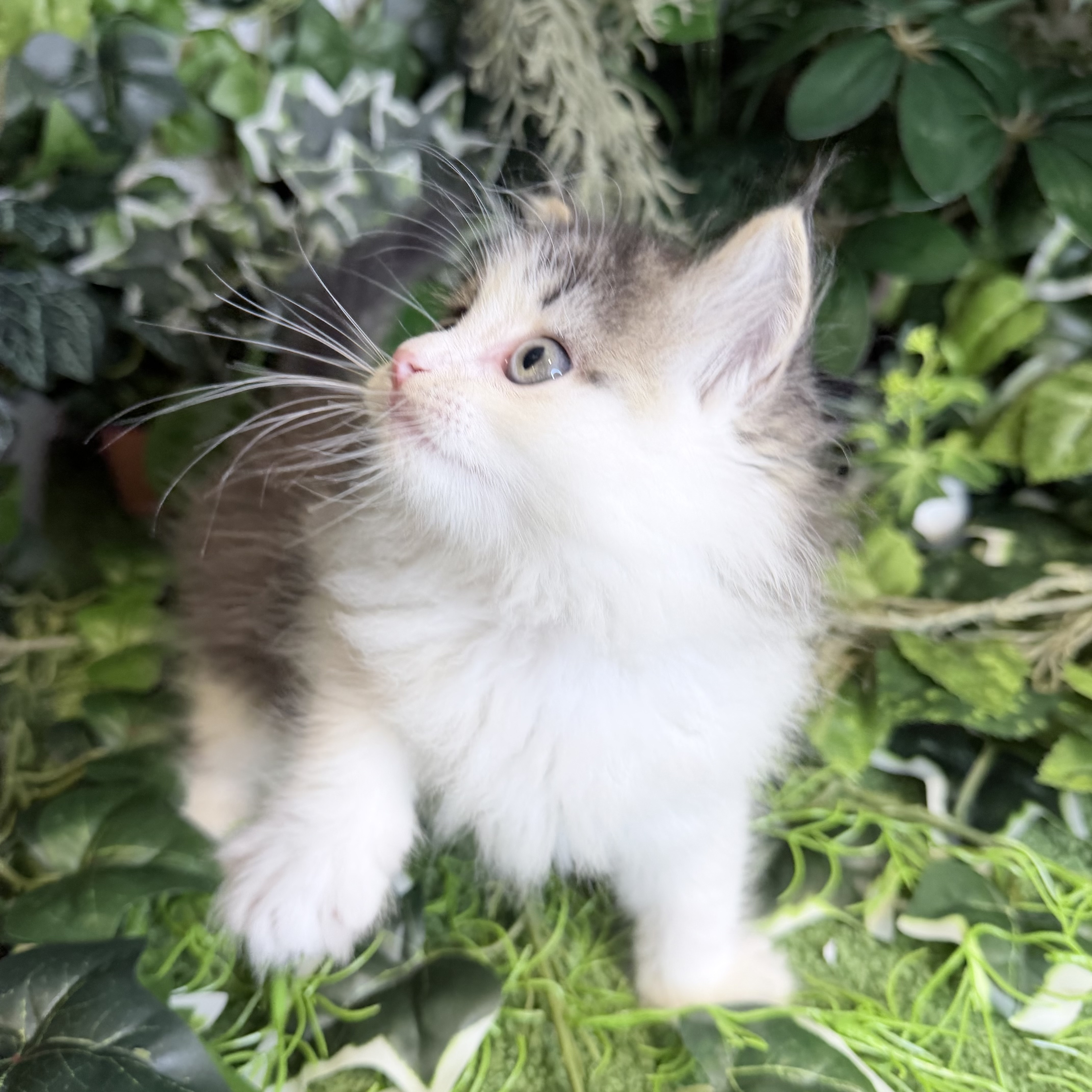 東京都のミヌエット (犬の家＆猫の里新宿店/2026年7月26日生まれ/男の子/ブラウンタビーホワイト)の子猫の3枚目の画像