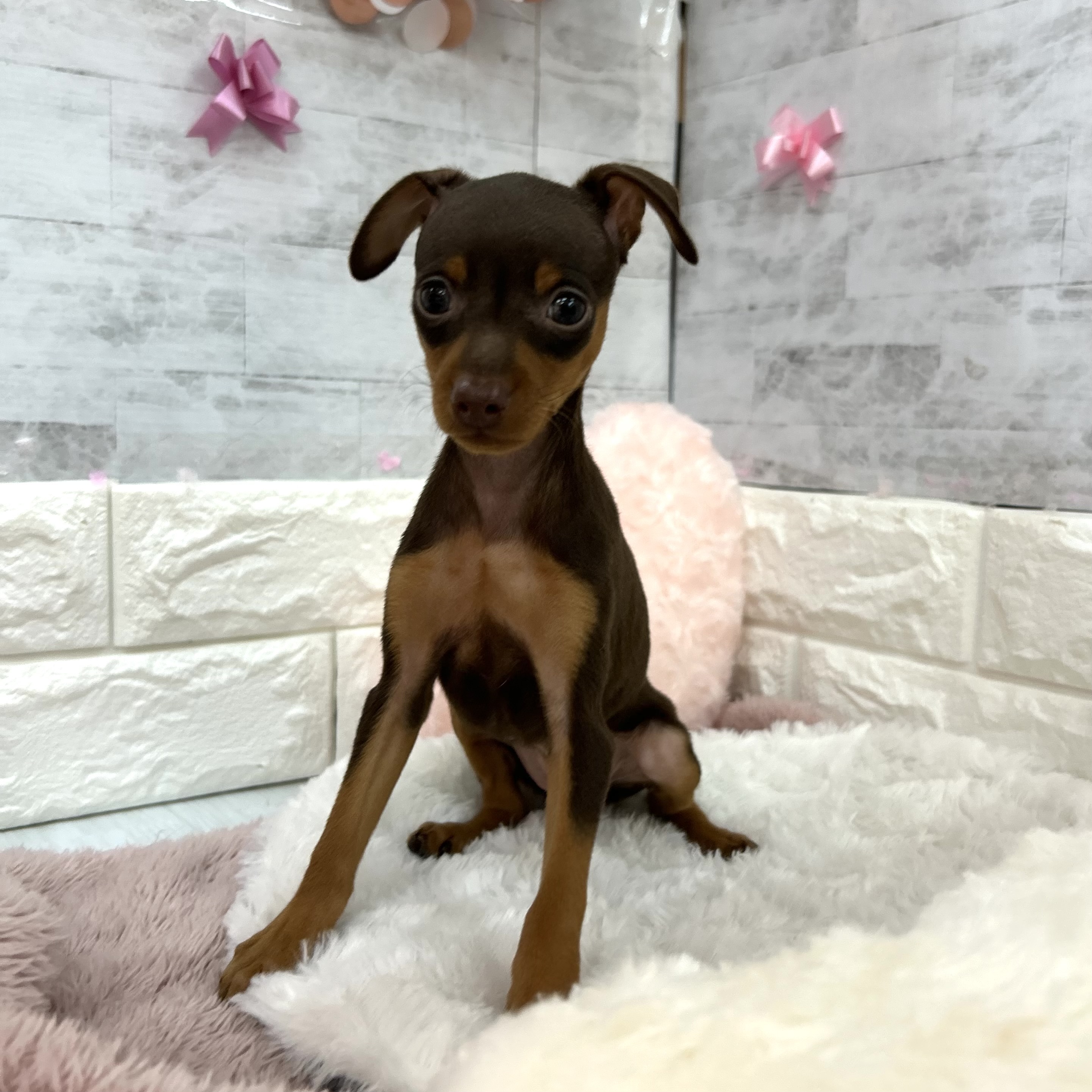 静岡県のミニチュアピンシャー (犬の家＆猫の里プレ葉ウォーク浜北店/2026年1月26日生まれ/女の子/チョコレートタン)の子犬の3枚目の画像