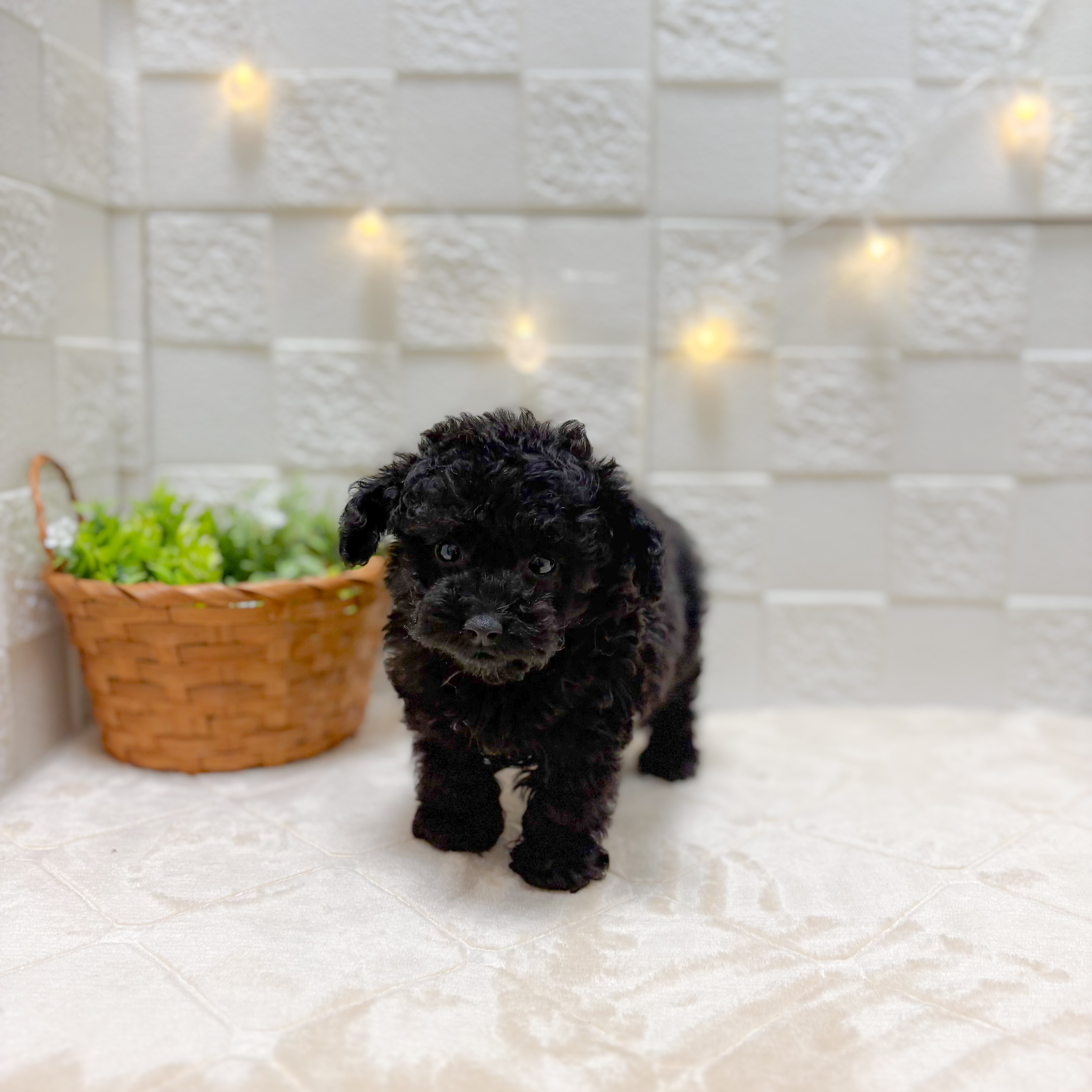 東京都のトイプードル(ティーカップ) (犬の家＆猫の里ペットフォレスト小平店/2026年1月5日生まれ/女の子/ブラック)の子犬の3枚目の画像