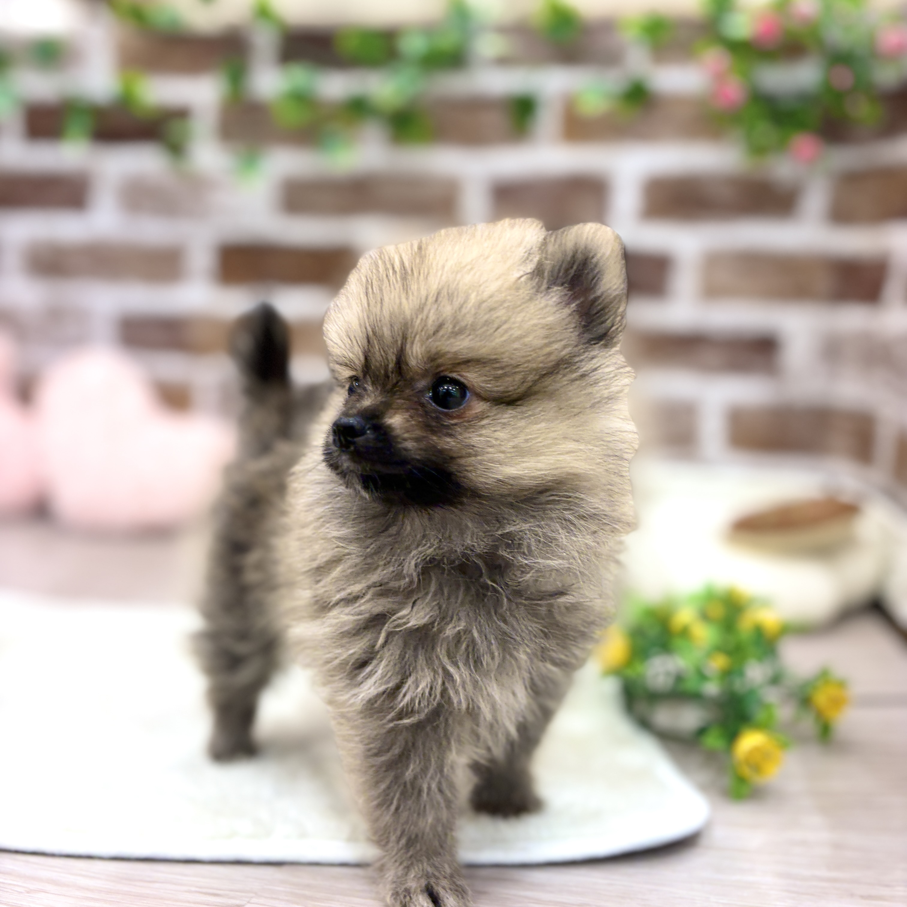 三重県のポメラニアン (犬の家＆猫の里三重桑名店/2026年3月8日生まれ/女の子/オレンジ)の子犬の3枚目の画像