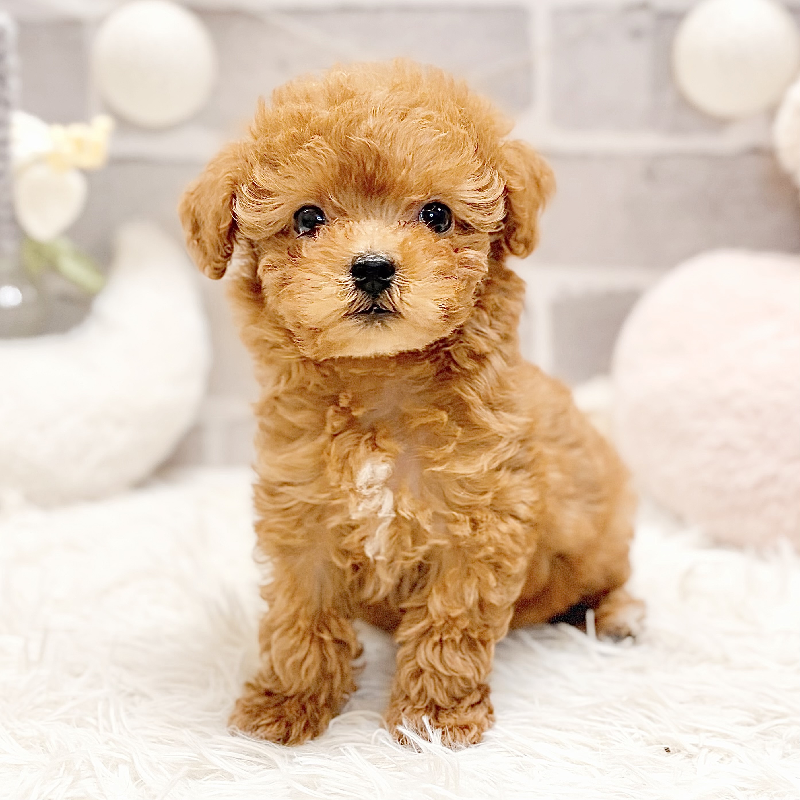 兵庫県のトイプードル(ティーカップ) (犬の家＆猫の里神戸店/2026年7月16日生まれ/女の子/レッドフォーン)の子犬の3枚目の画像