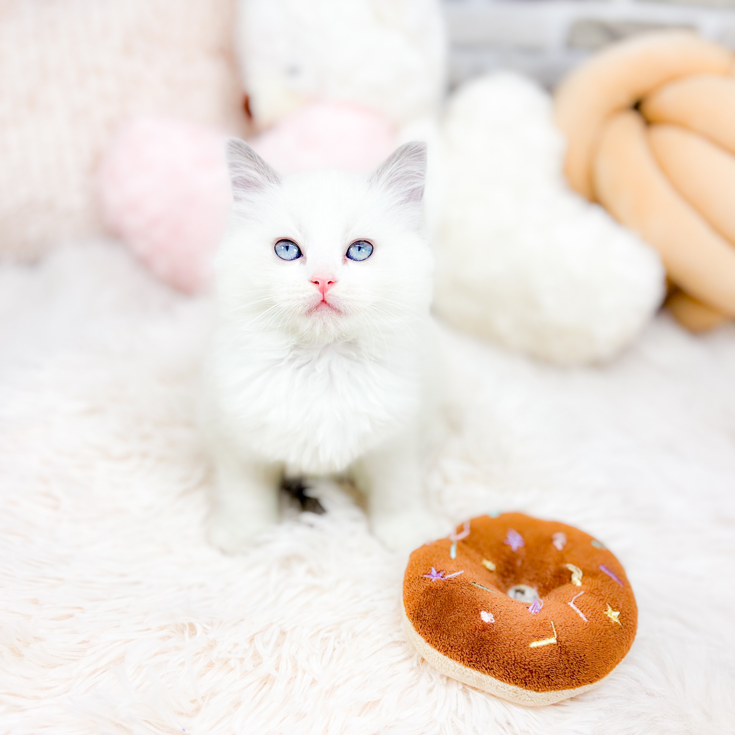 神奈川県のラグドール (犬の家＆猫の里元住吉ブレーメン通り店/2025年10月7日生まれ/女の子/ブルーポイントバイカラー)の子猫の3枚目の画像