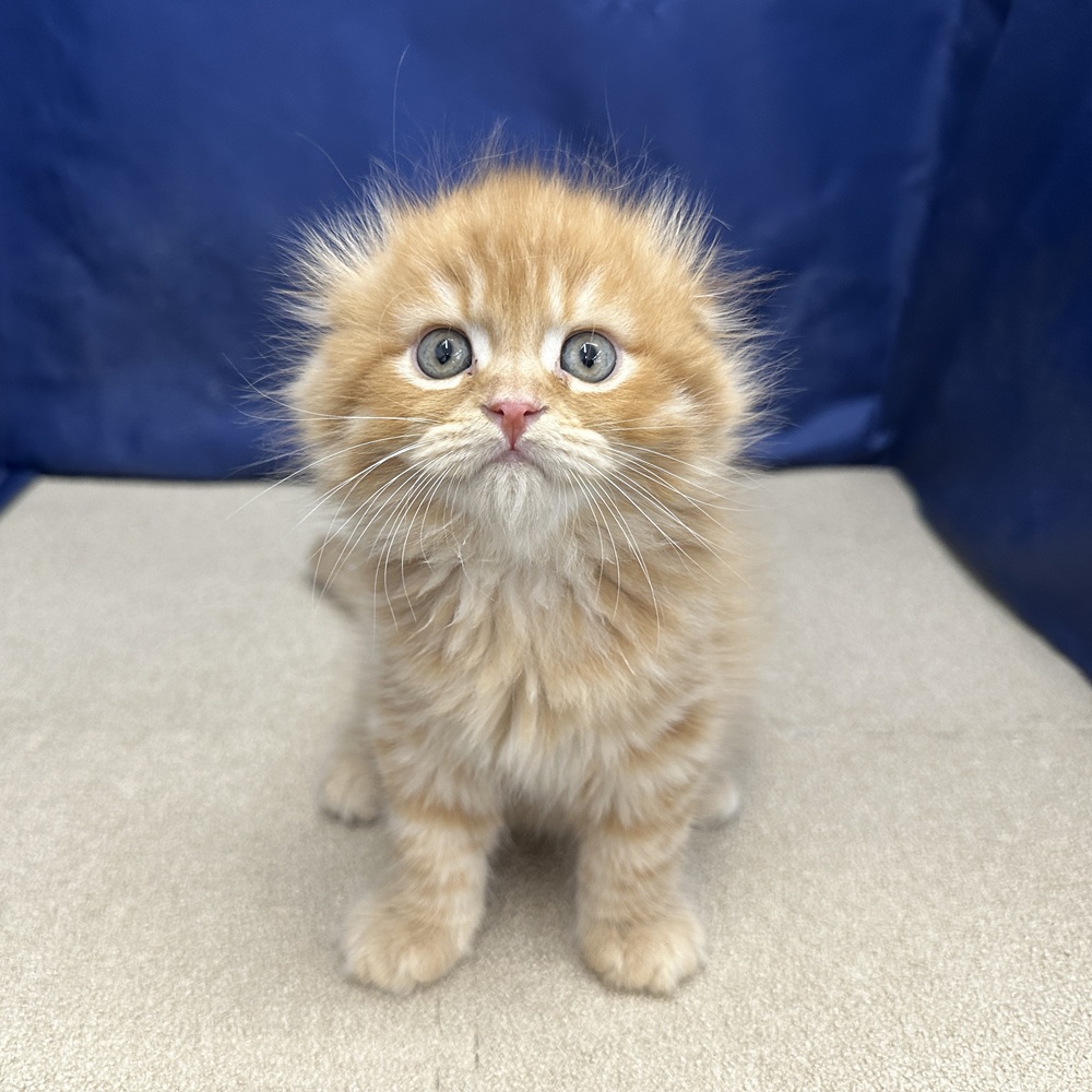 岐阜県のスコティッシュフォールド (犬の家＆猫の里中津川店/2026年3月19日生まれ/男の子/レッドタビー)の子猫の1枚目の画像
