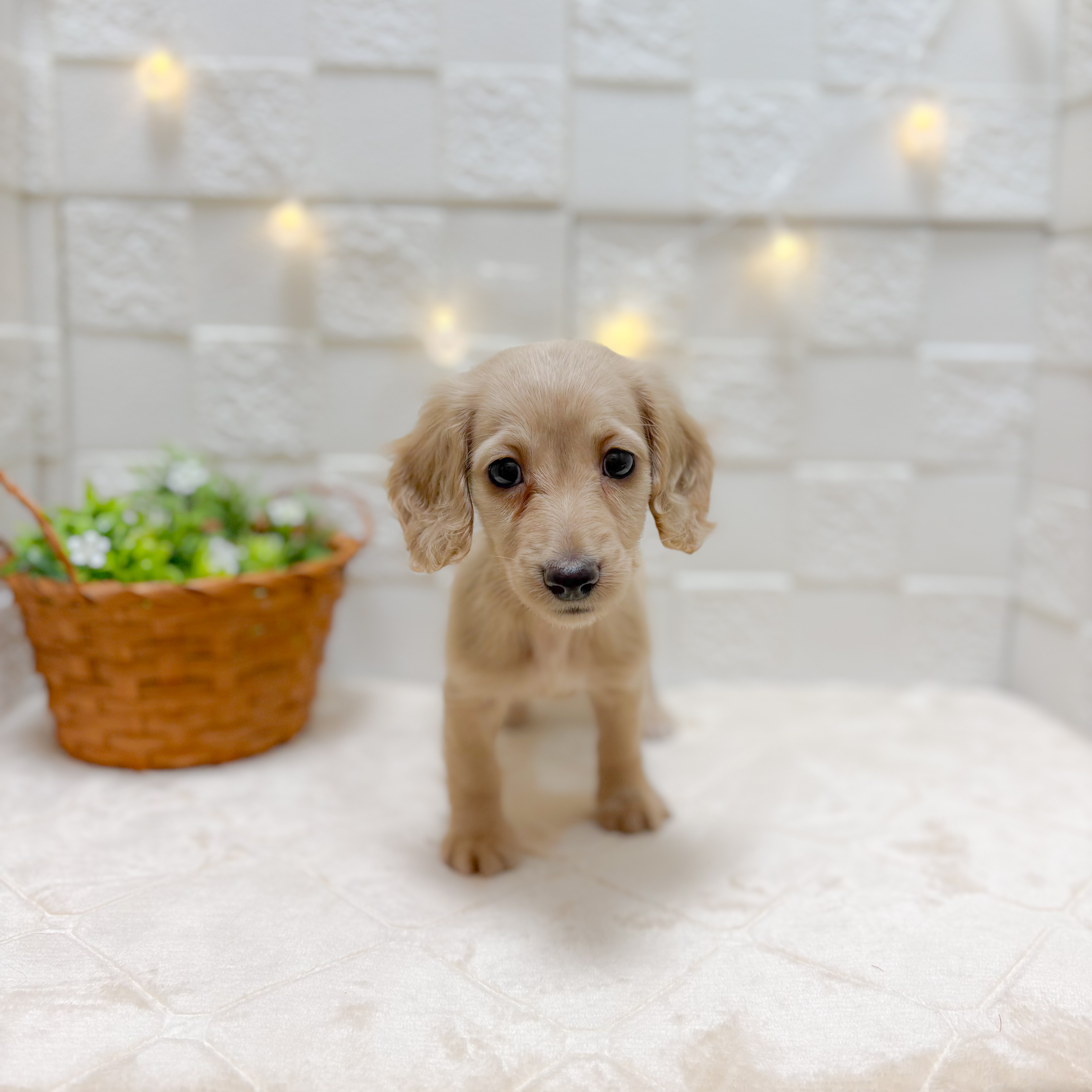 東京都のミニチュアダックスフンド(ロング) (犬の家＆猫の里ペットフォレスト小平店/2026年1月3日生まれ/女の子/イエロー)の子犬の3枚目の画像