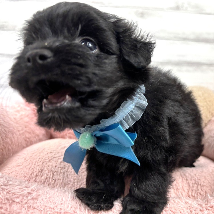 兵庫県のポメプー(ポメラニアン×プードル) (犬の家＆猫の里川西店/2026年3月21日生まれ/男の子/ブラック)の子犬の3枚目の画像