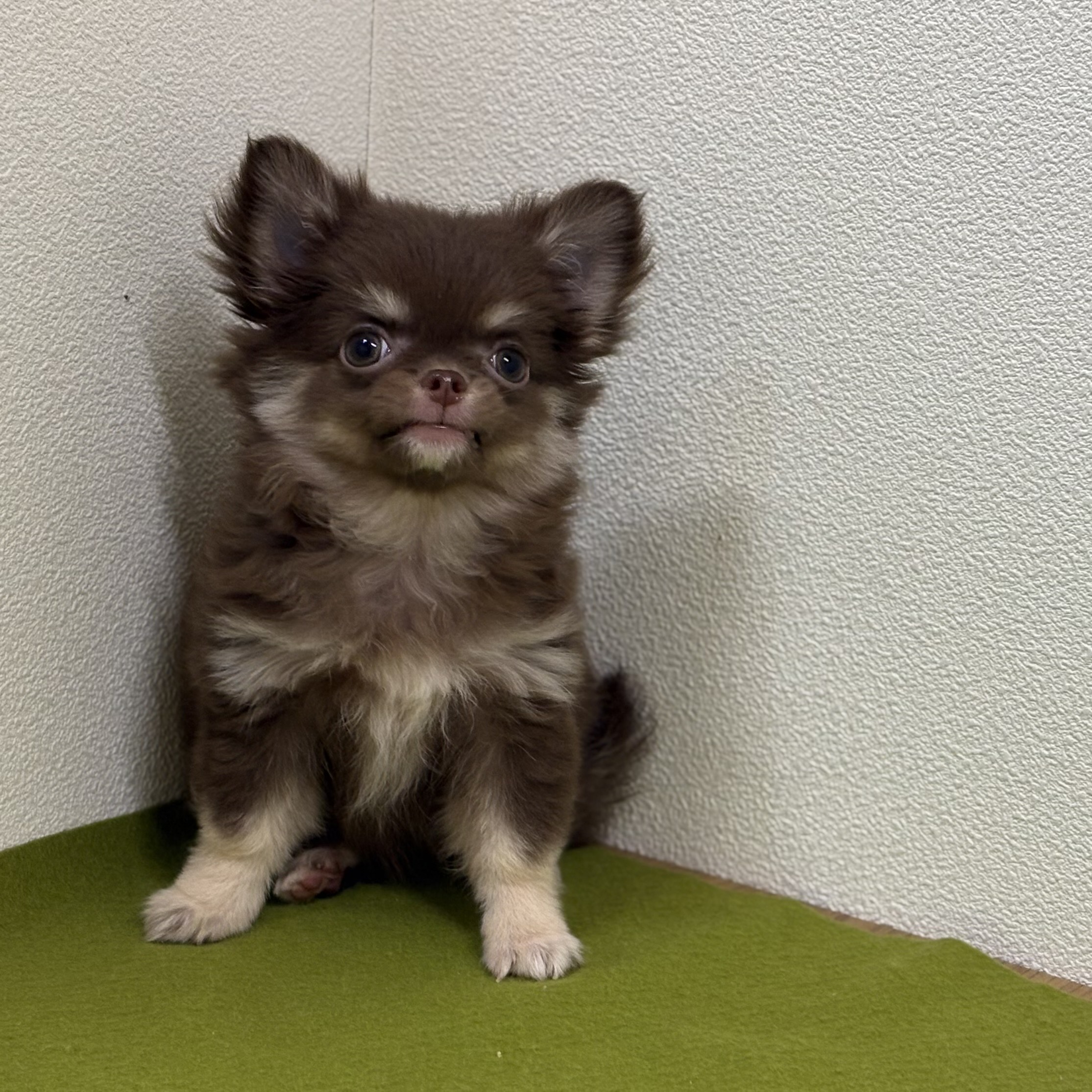 福岡県のチワワ(ロング) (犬の家＆猫の里トリアス久山店/2025年6月11日生まれ/女の子/チョコレートタン)の子犬の3枚目の画像