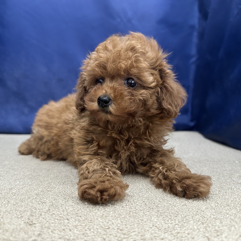 岐阜県のトイプードル(トイ) (犬の家＆猫の里中津川店/2026年3月21日生まれ/女の子/レッドフォーン)の子犬の3枚目の画像
