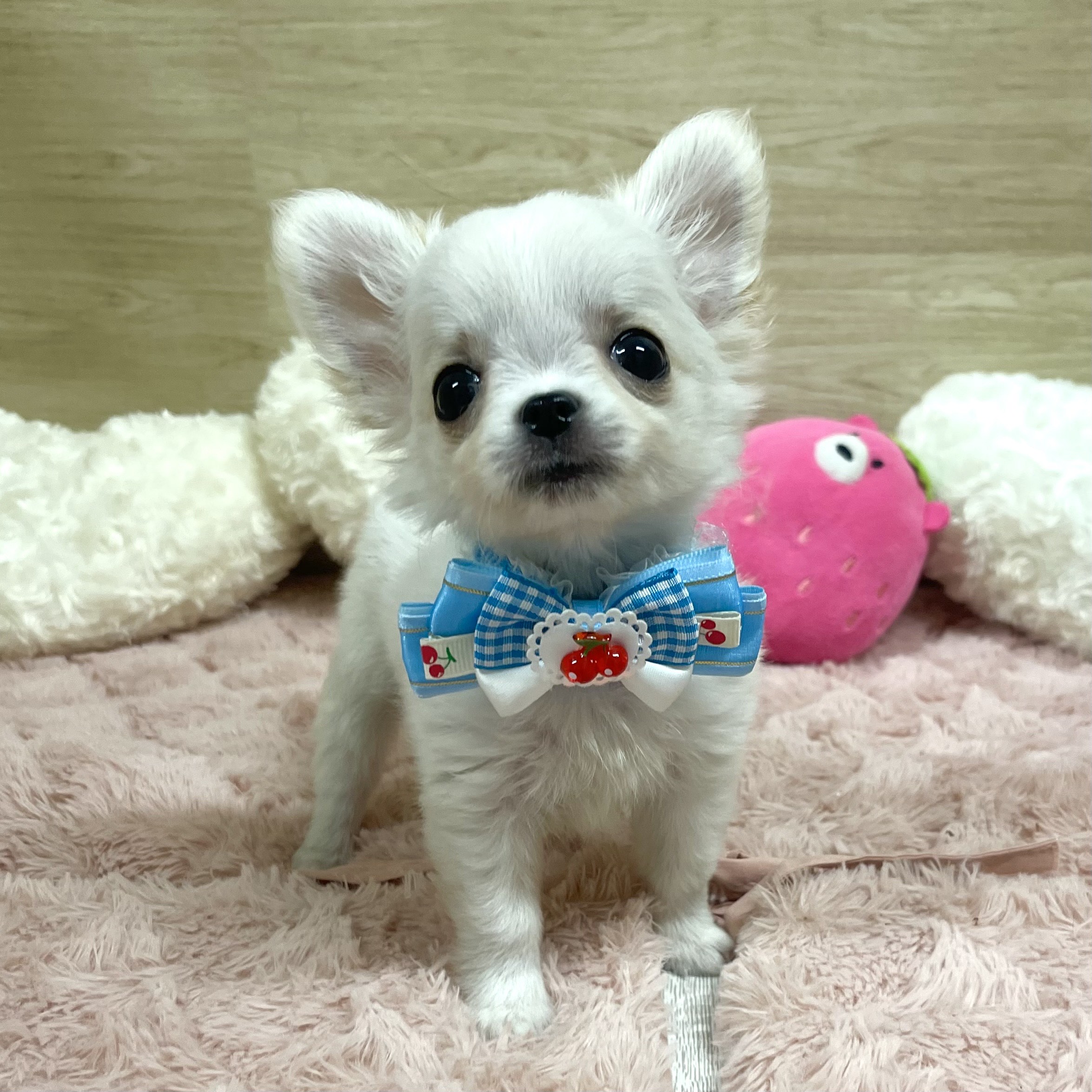 大阪府のチワワ(ロング) (犬の家＆猫の里そよら東岸和田店/2025年5月10日生まれ/男の子/ホワイトクリーム)の子犬の3枚目の画像