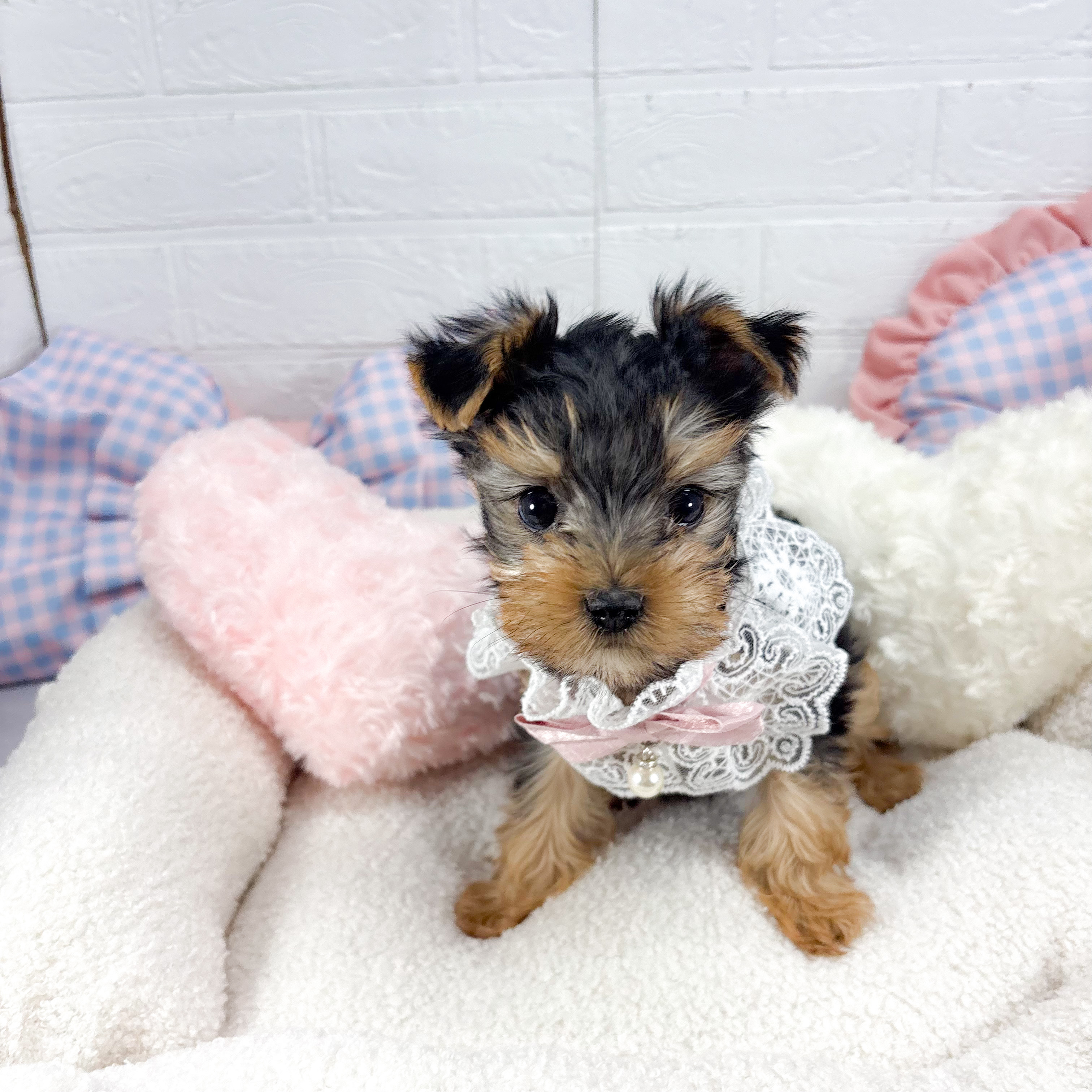 ヨークシャーテリア女の子の写真