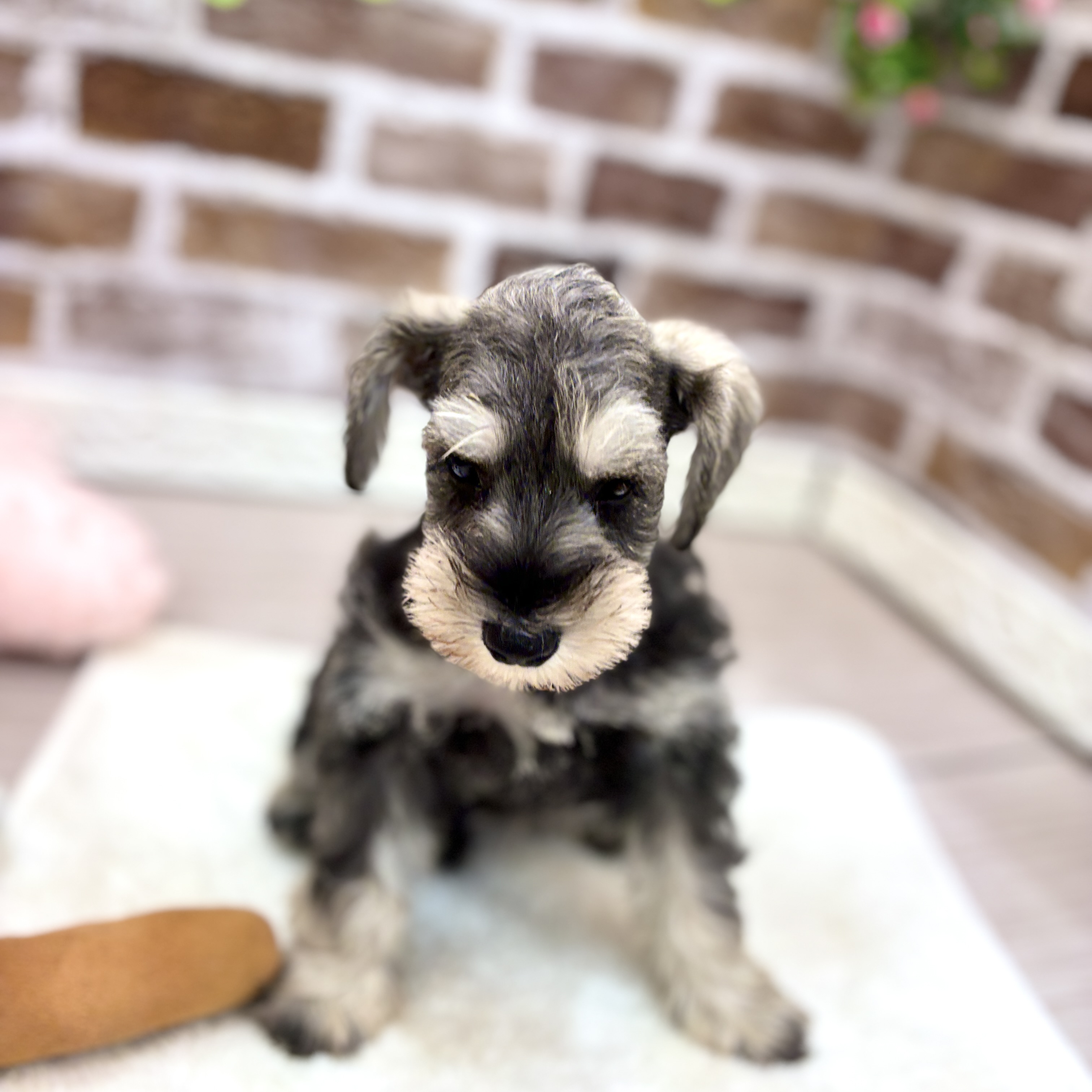 三重県のミニチュアシュナウザー (犬の家＆猫の里三重桑名店/2026年3月17日生まれ/男の子/ソルトペッパー)の子犬の3枚目の画像