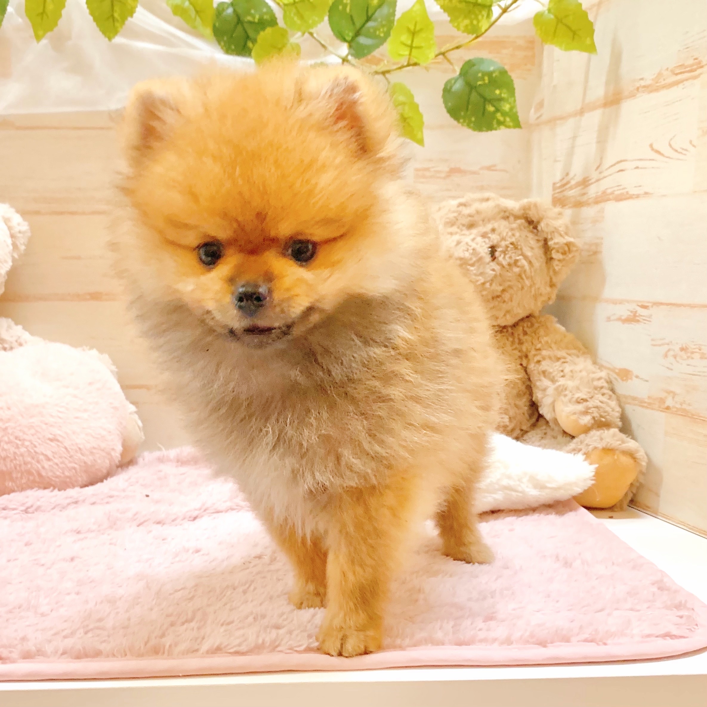 兵庫県のポメラニアン (犬の家＆猫の里神戸店/2025年7月13日生まれ/男の子/オレンジ)の子犬の3枚目の画像