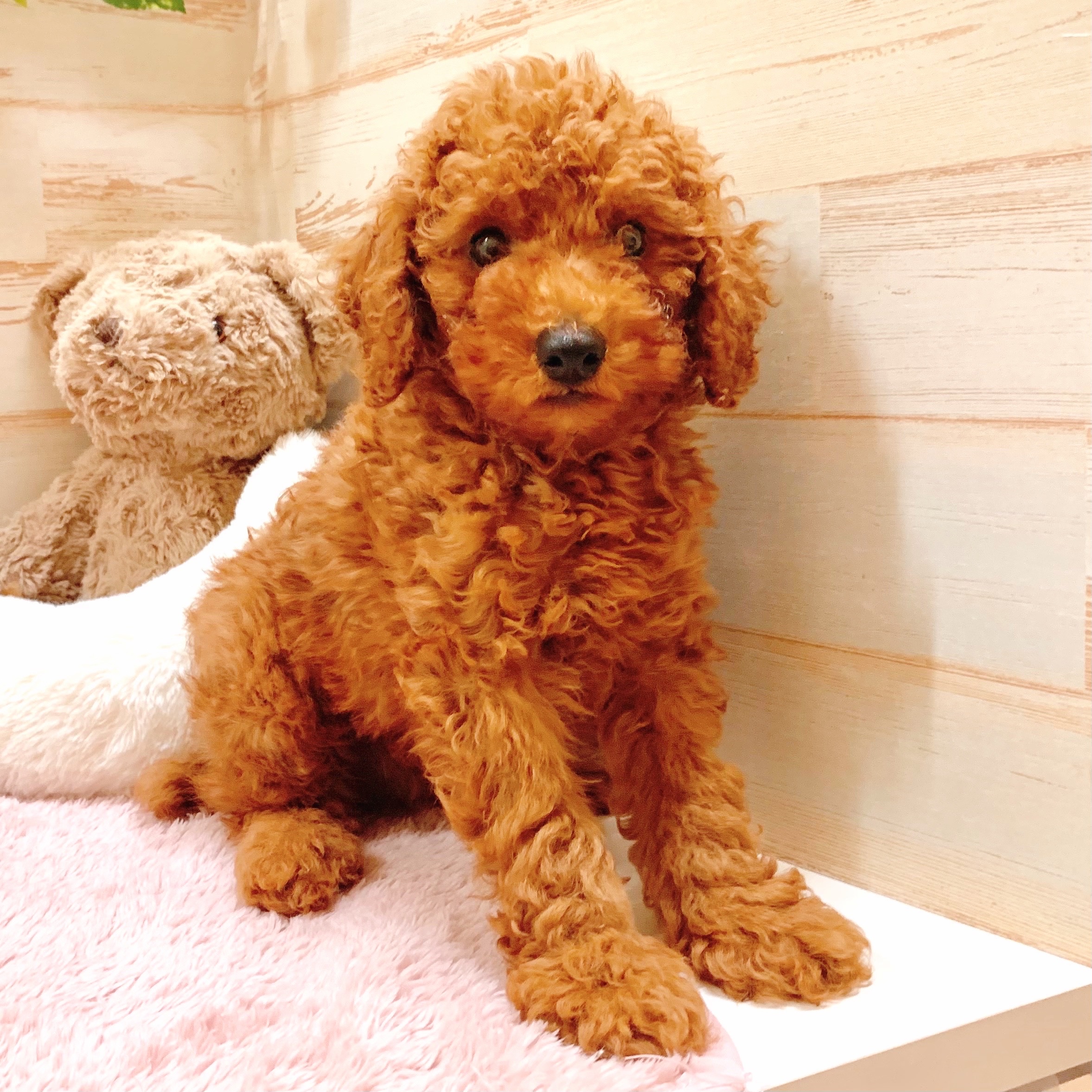 兵庫県のトイプードル(トイ) (犬の家＆猫の里神戸店/2025年7月18日生まれ/男の子/レッド)の子犬の3枚目の画像