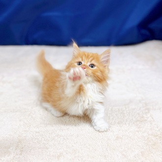 愛知県のマンチカン (犬の家＆猫の里一宮店/2025年9月17日生まれ/女の子/レッドタビーホワイト)の子猫の3枚目の画像