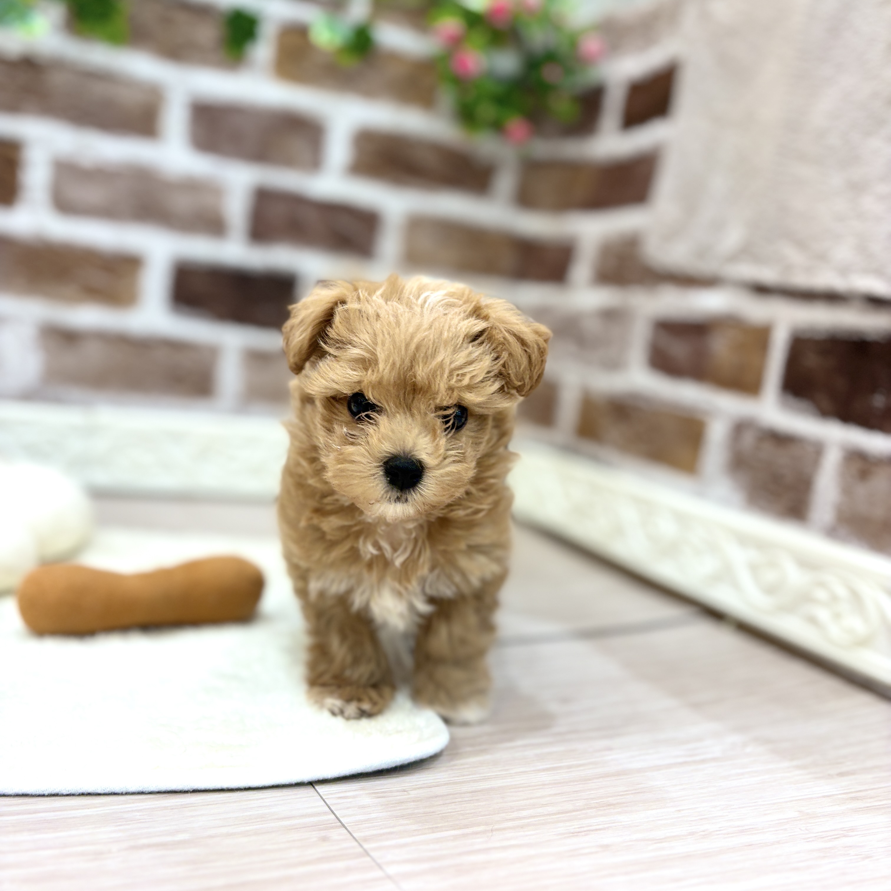 三重県のマルプー(マルチーズ×プードル) (犬の家＆猫の里三重桑名店/2026年3月14日生まれ/男の子/アプリコットホワイト)の子犬の3枚目の画像