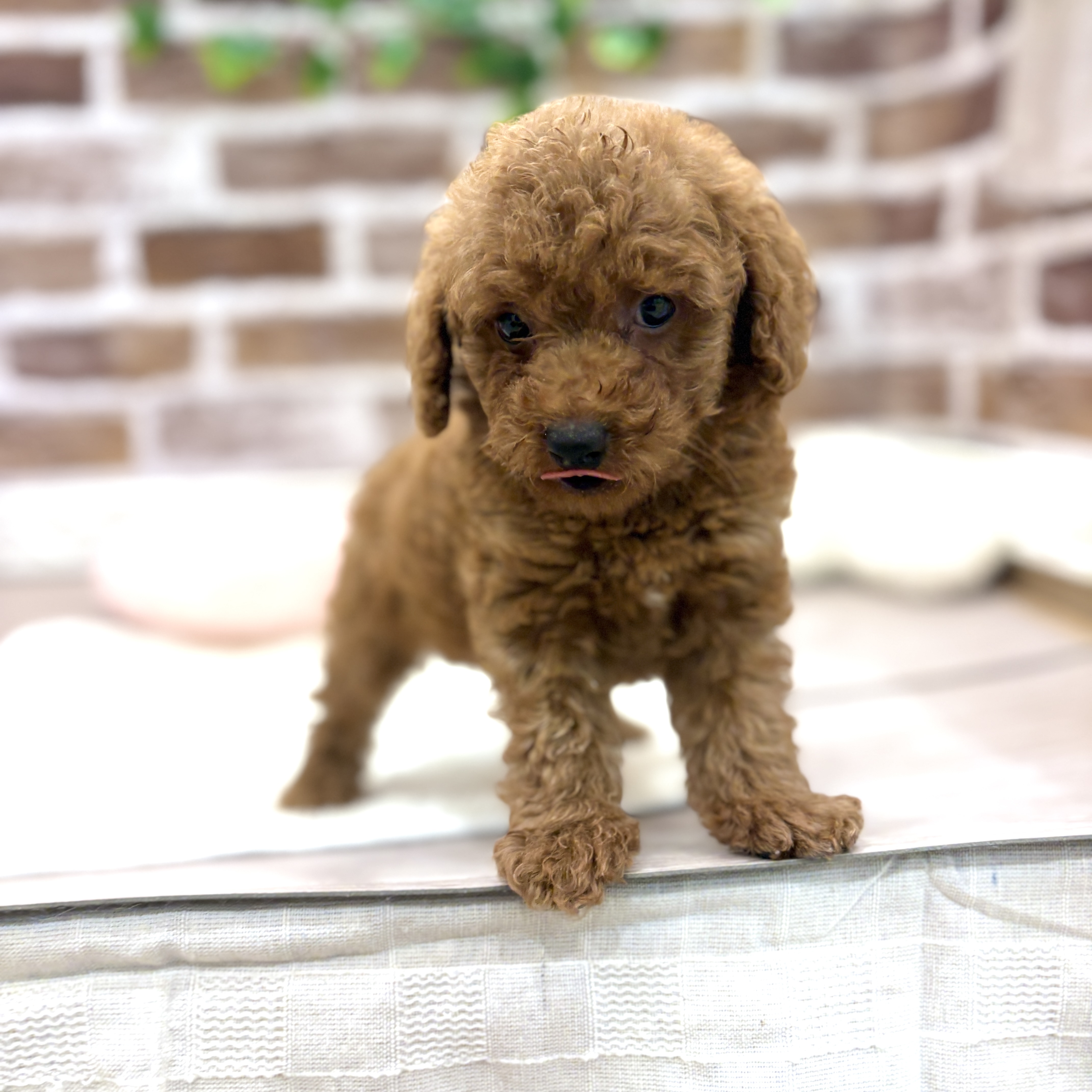 三重県のトイプードル(トイ) (犬の家＆猫の里三重桑名店/2026年5月5日生まれ/男の子/レッド)の子犬の3枚目の画像