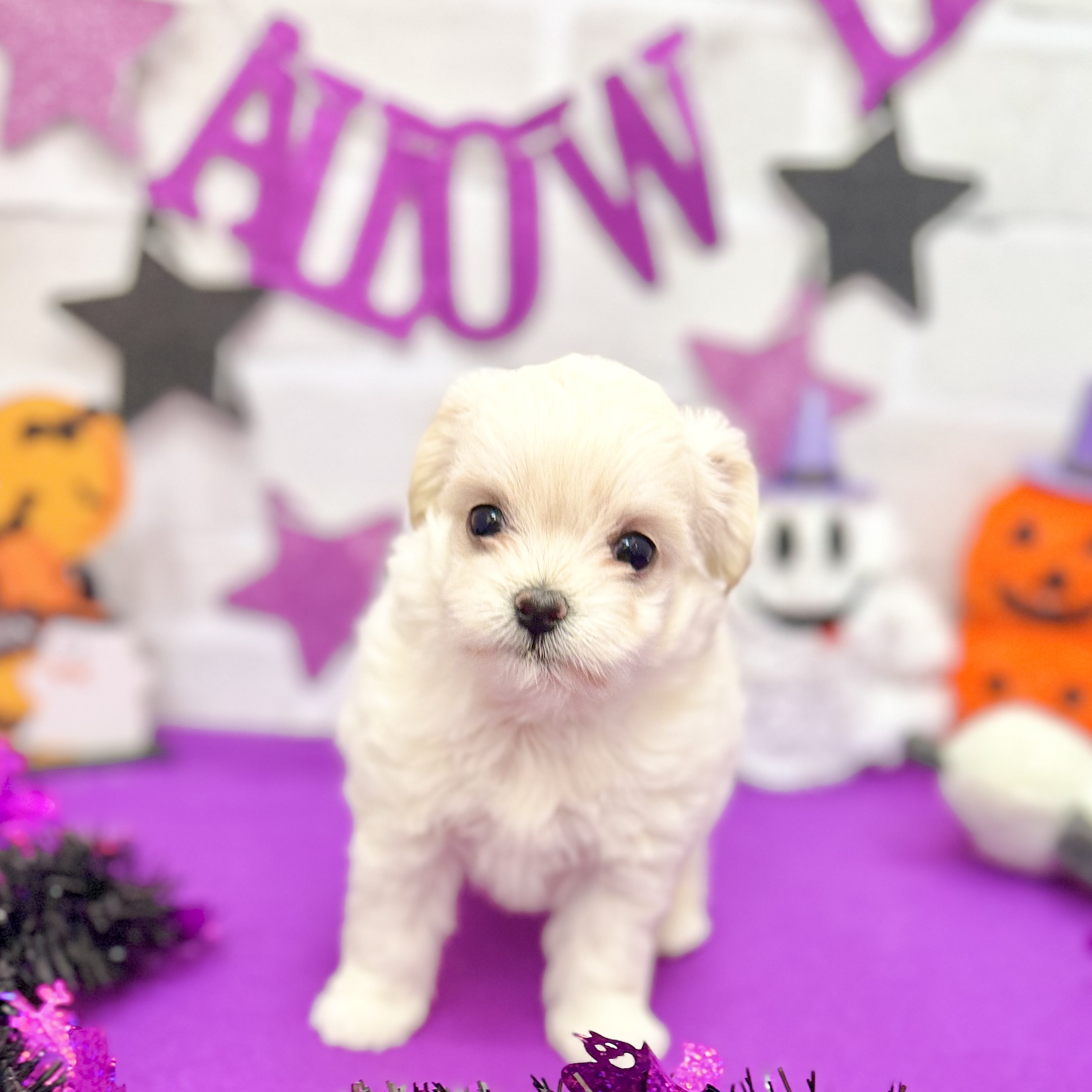 静岡県のチワプー/プーチー(チワワ×プードル) (犬の家＆猫の里プレ葉ウォーク浜北店/2025年8月26日生まれ/女の子/クリーム)の子犬の1枚目の画像