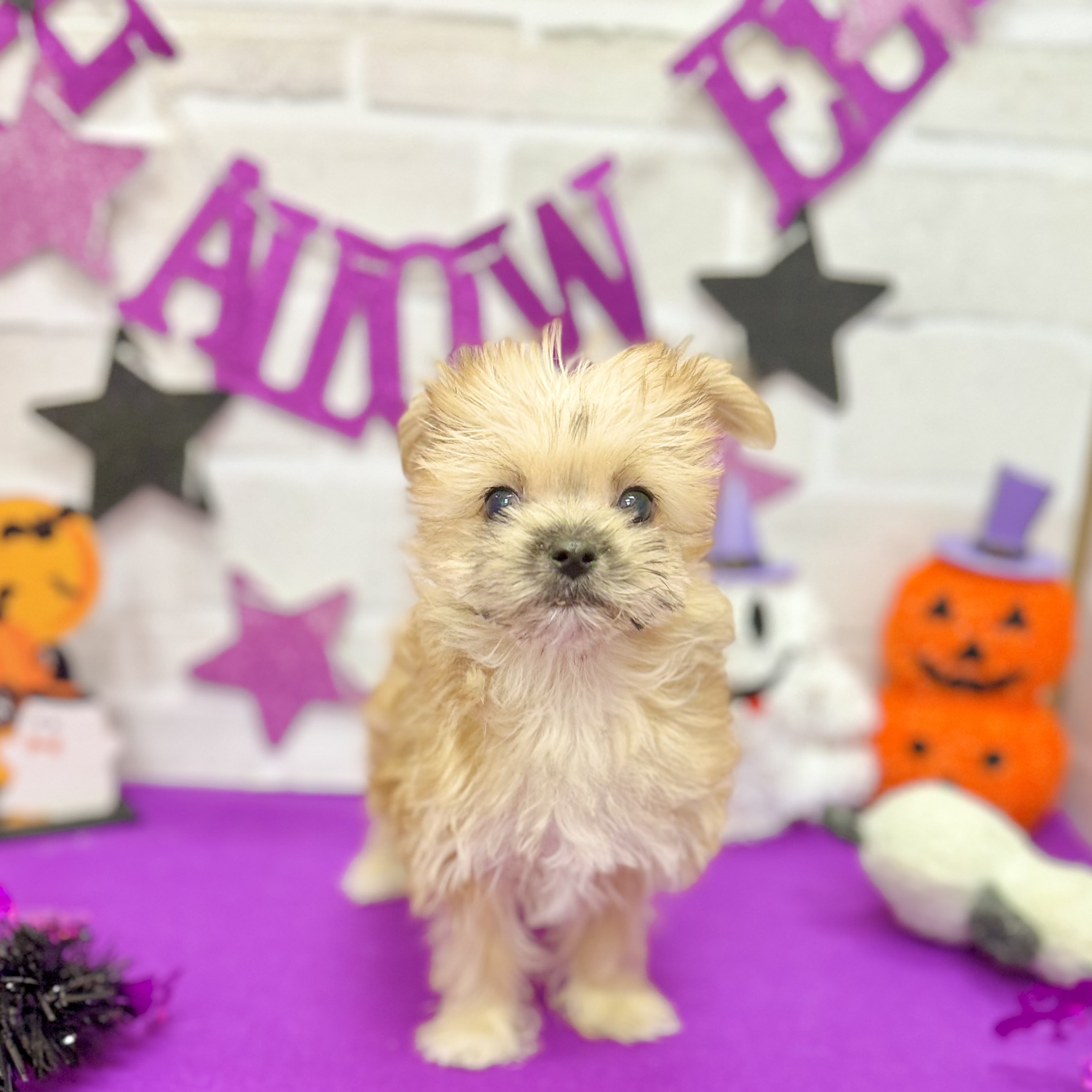 静岡県のマルキー/マルヨーキー(マルチーズ×ヨークシャーテリア) (犬の家＆猫の里プレ葉ウォーク浜北店/2025年8月22日生まれ/女の子/ブラウン)の子犬の1枚目の画像