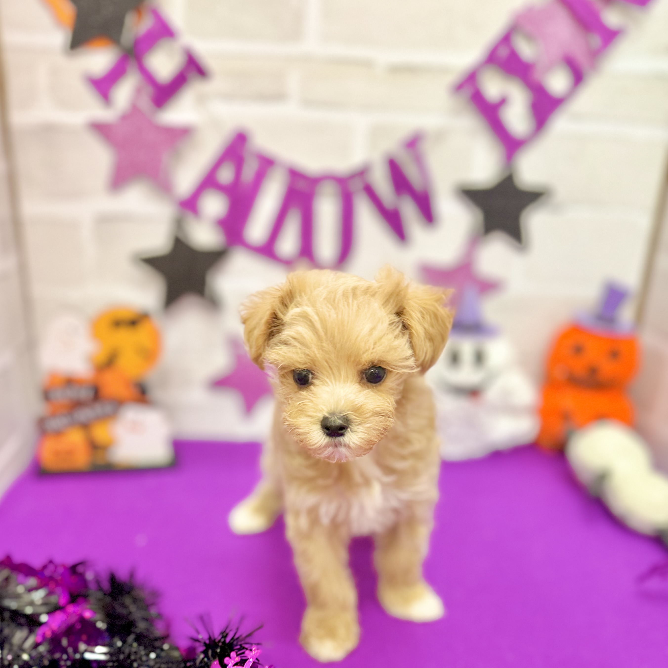 静岡県のマルプー(マルチーズ×プードル) (犬の家＆猫の里プレ葉ウォーク浜北店/2025年8月22日生まれ/女の子/アプリコット)の子犬の3枚目の画像