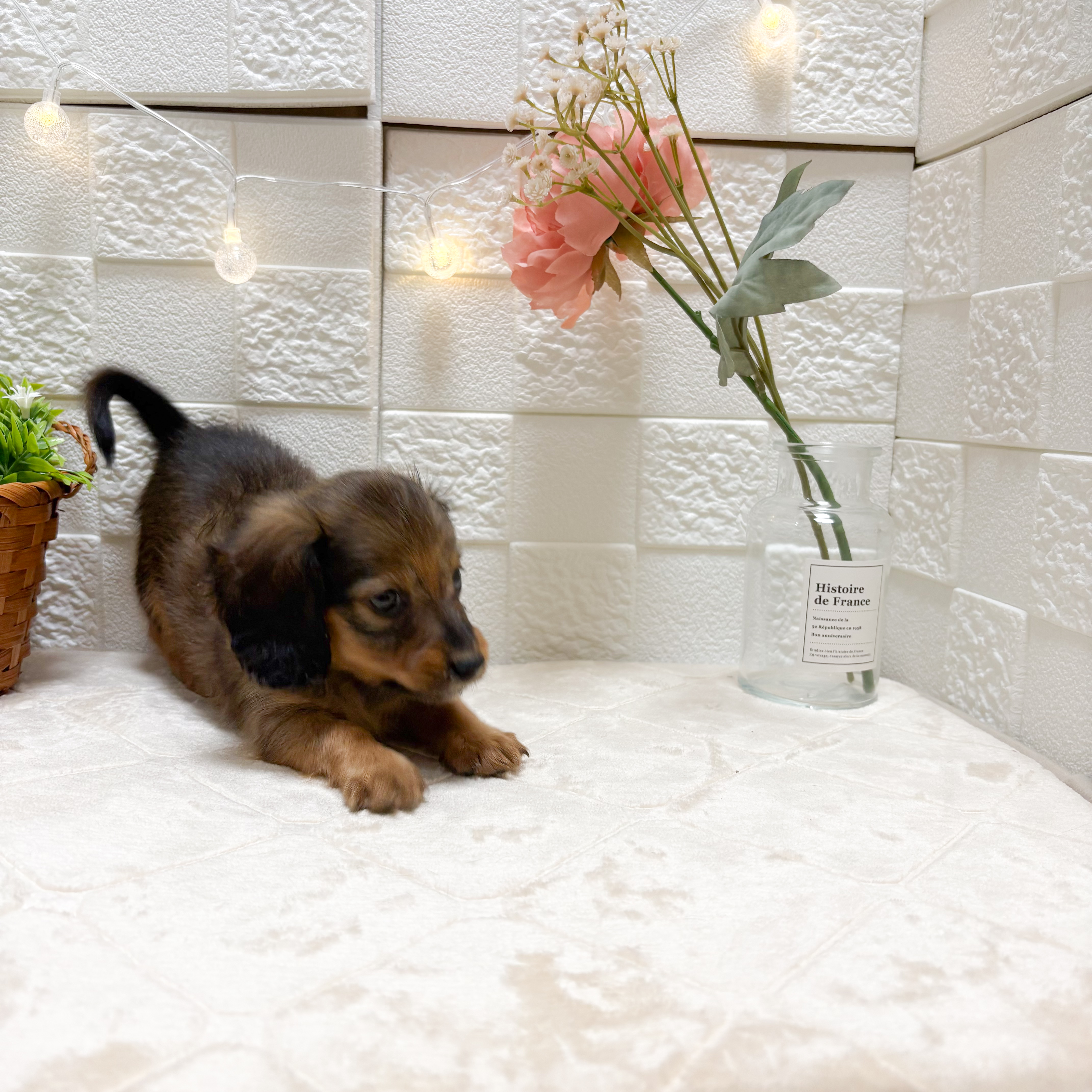 東京都のミニチュアダックスフンド(ロング) (犬の家＆猫の里ペットフォレスト小平店/2026年1月15日生まれ/女の子/レッド)の子犬の3枚目の画像