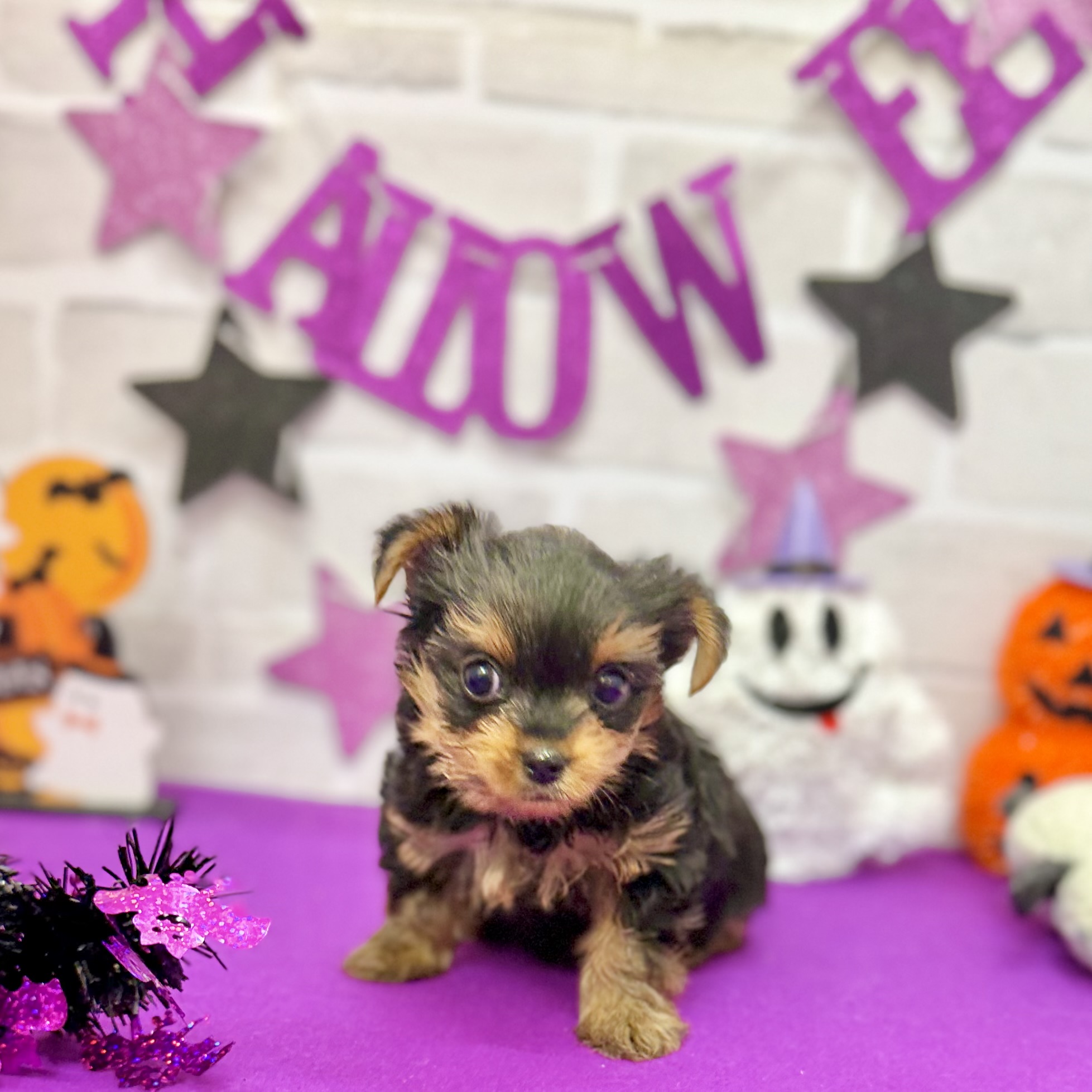 静岡県のヨークシャーテリア (犬の家＆猫の里プレ葉ウォーク浜北店/2025年8月25日生まれ/女の子/スチールブルータン)の子犬の3枚目の画像