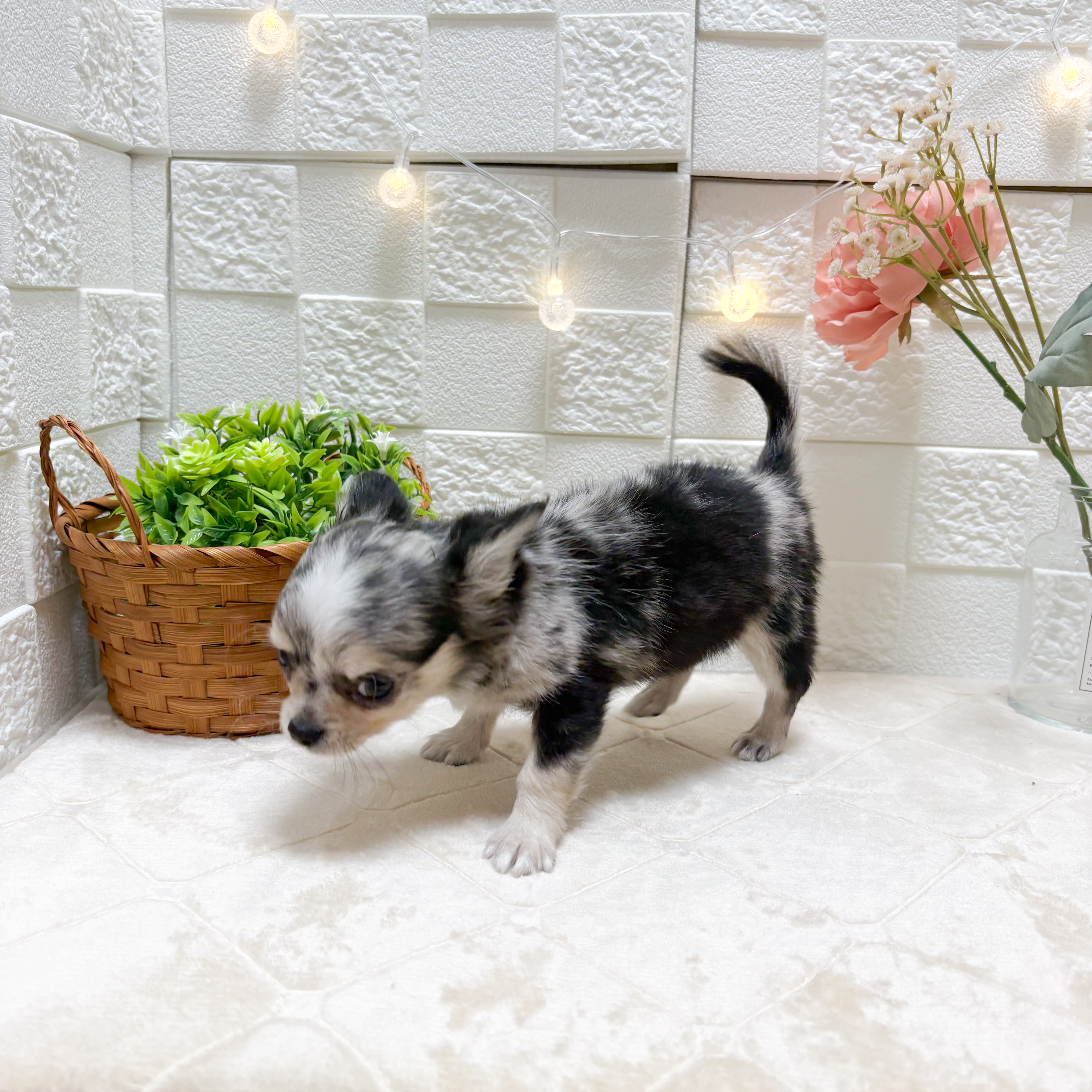 東京都のチワワ(ロング) (犬の家＆猫の里ペットフォレスト小平店/2026年1月17日生まれ/男の子/ブルーマール)の子犬の3枚目の画像