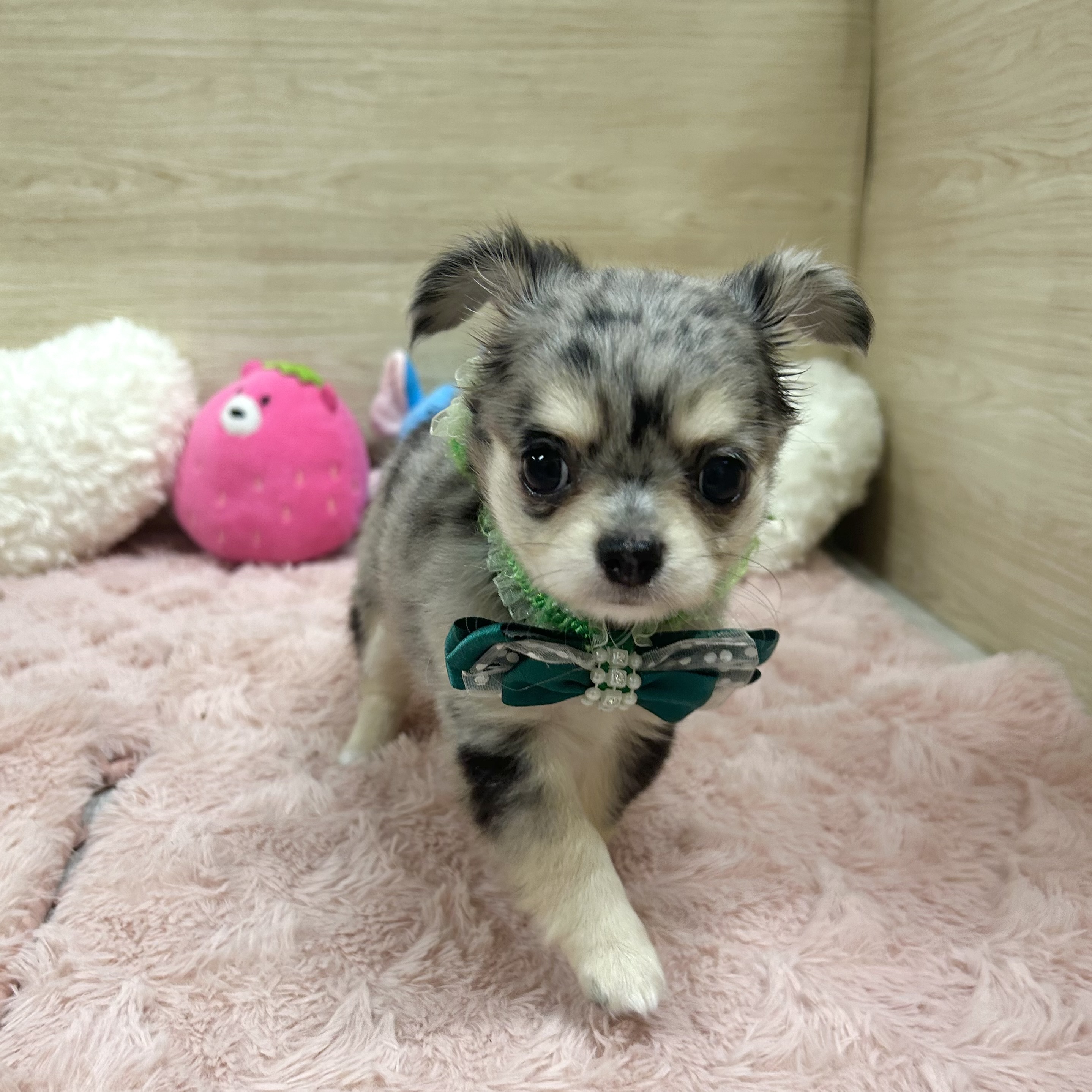 大阪府のチワワ(ロング) (犬の家＆猫の里そよら東岸和田店/2025年5月15日生まれ/女の子/ブルーマール)の子犬の3枚目の画像