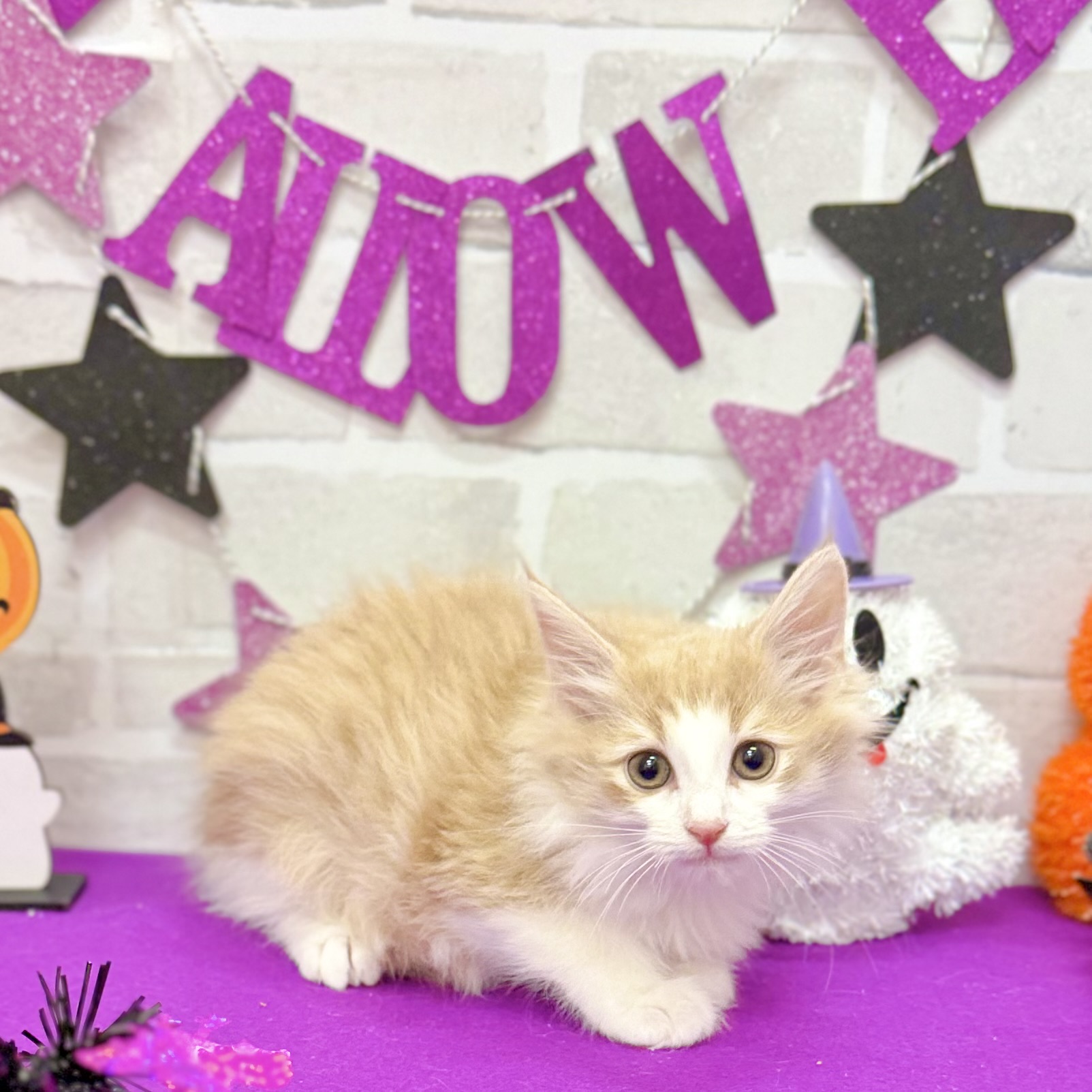 静岡県のノルウェージャンフォレストキャット (犬の家＆猫の里プレ葉ウォーク浜北店/2025年8月16日生まれ/男の子/クリームタビーホワイト)の子猫の1枚目の画像