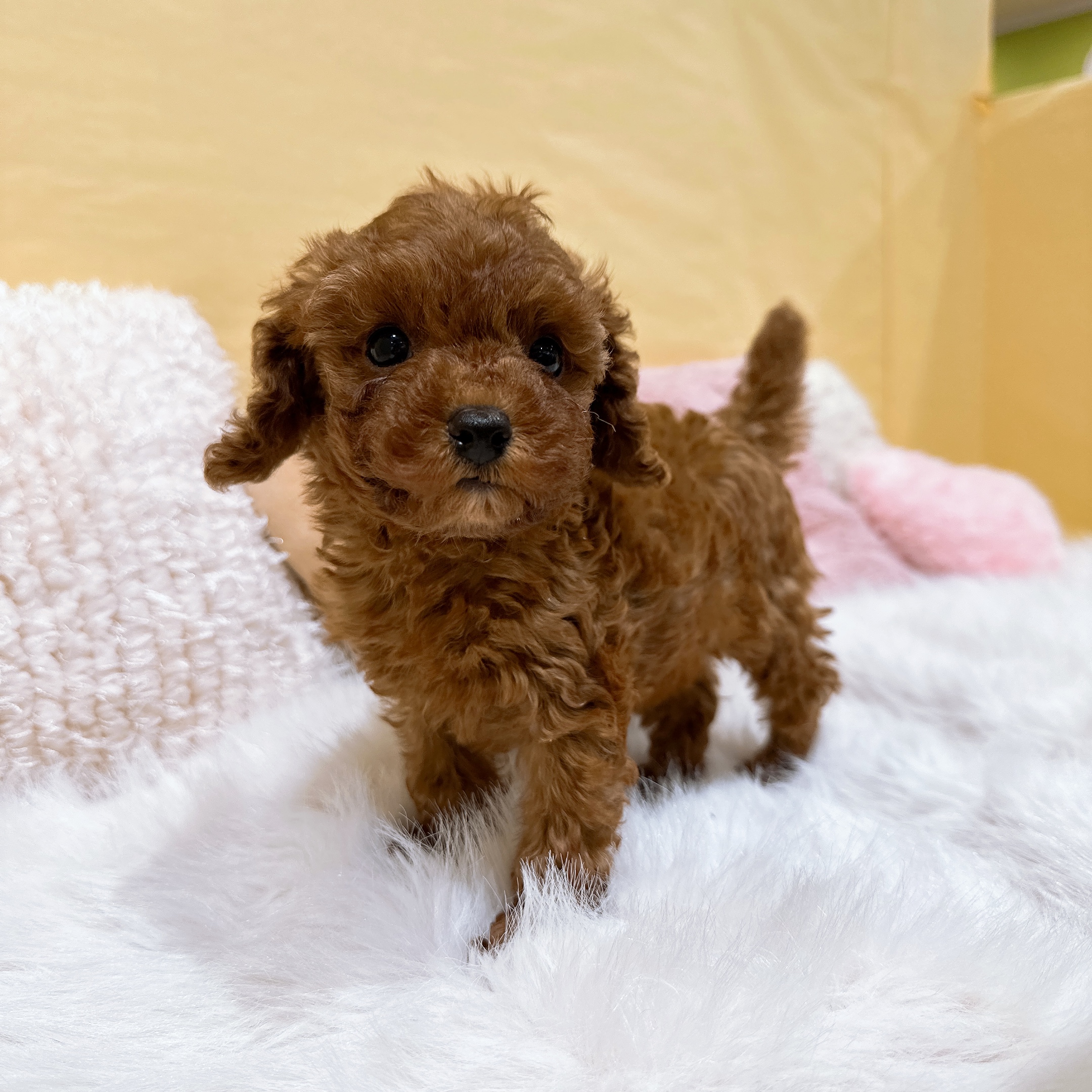 神奈川県のトイプードル(トイ) (犬の家＆猫の里元住吉ブレーメン通り店/2026年1月6日生まれ/男の子/レッド)の子犬の3枚目の画像