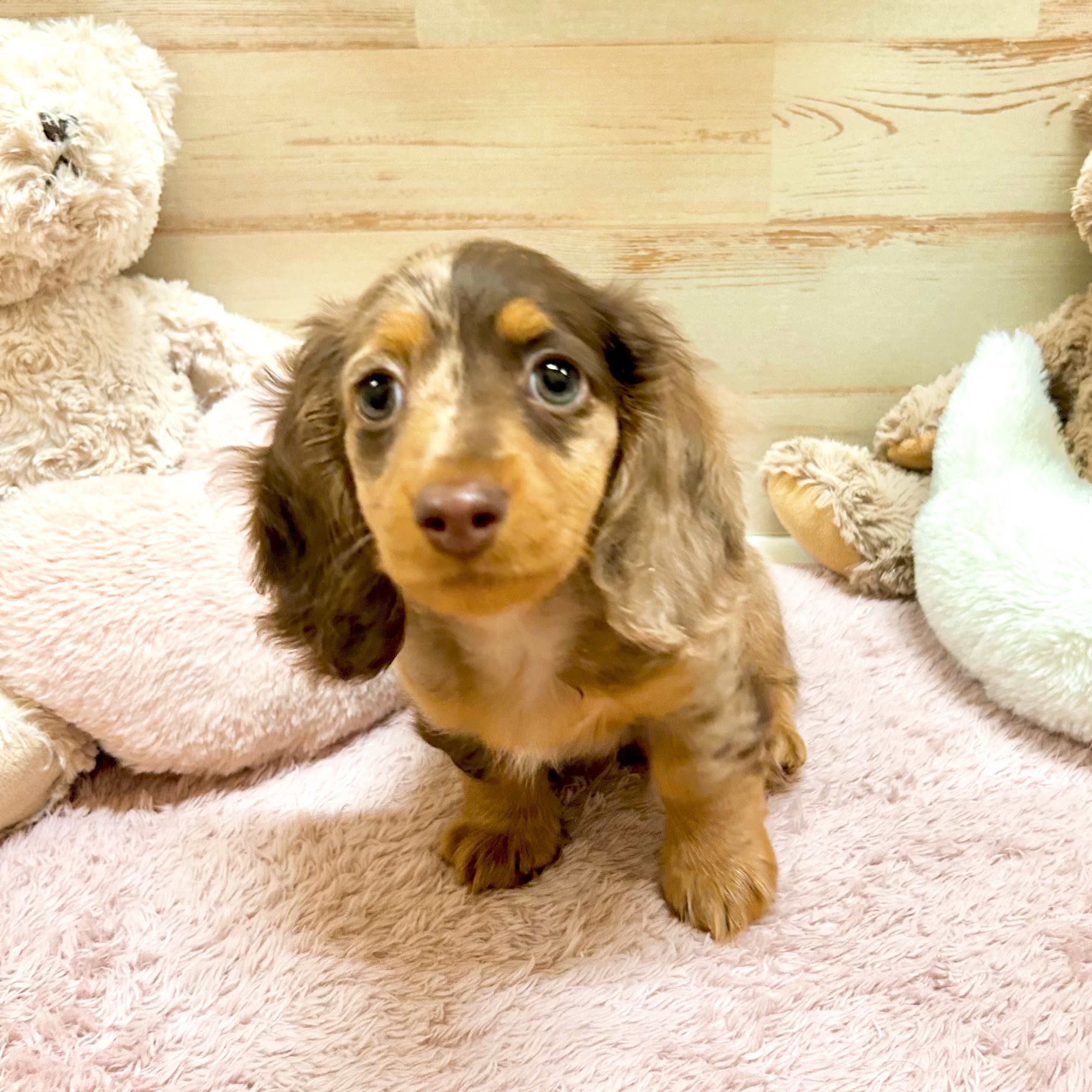 兵庫県のカニンヘンダックスフンド(ロング) (犬の家＆猫の里神戸店/2025年12月2日生まれ/男の子/チョコレートダップル)の子犬の3枚目の画像