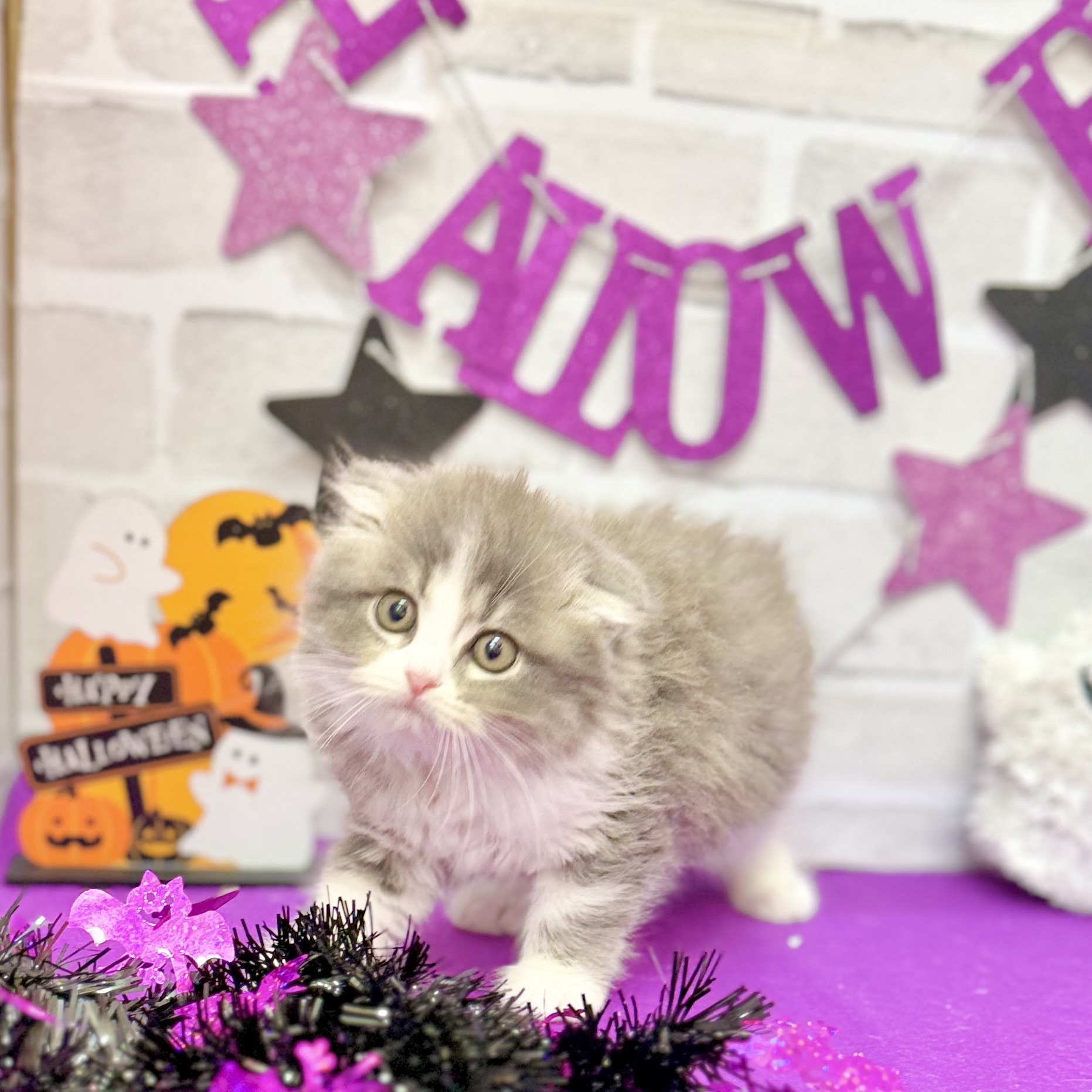 静岡県のスコティッシュフォールド (犬の家＆猫の里プレ葉ウォーク浜北店/2025年8月18日生まれ/女の子/ブルータビーホワイト)の子猫の3枚目の画像