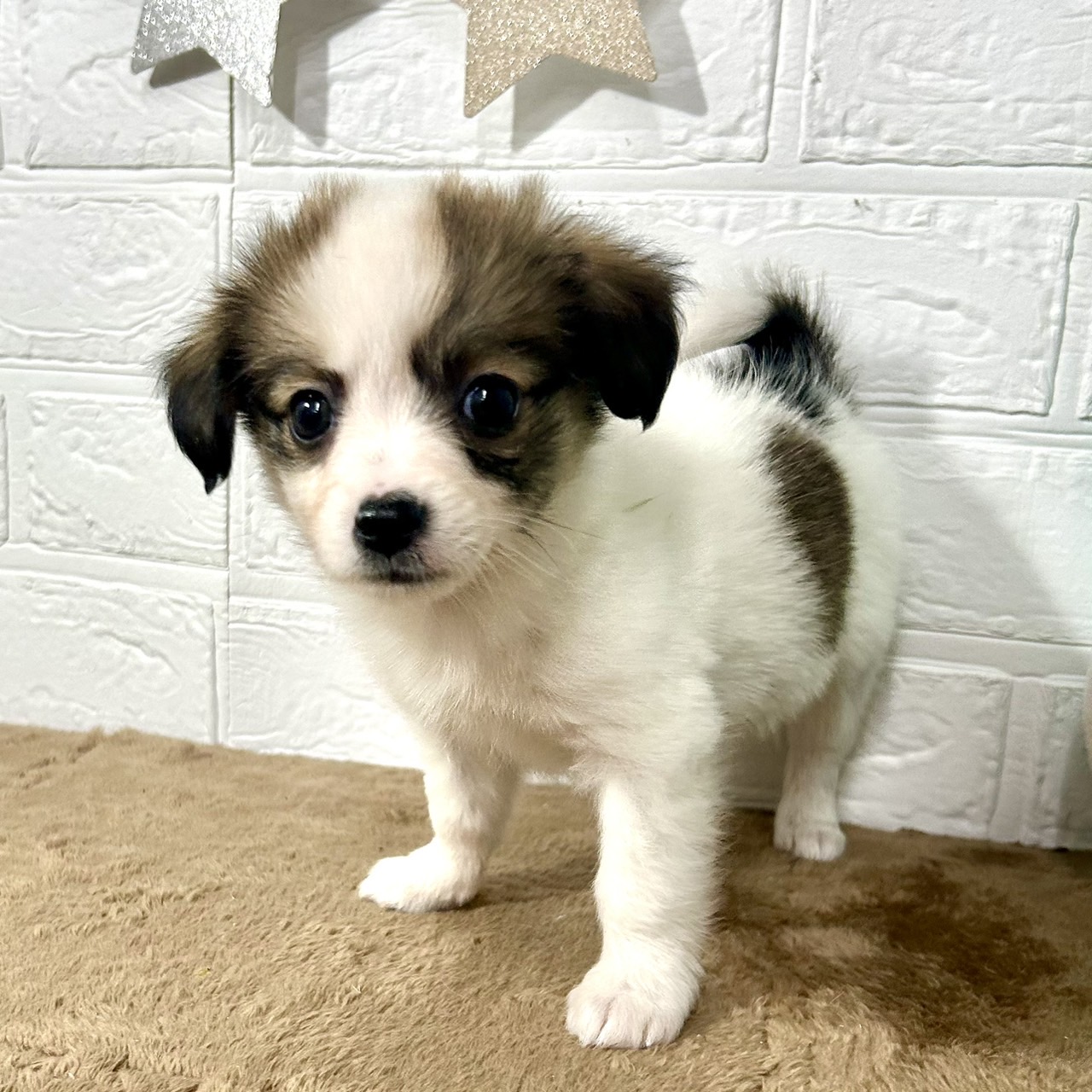 兵庫県のパピチー/チワパピ(パピヨン×チワワ) (犬の家＆猫の里ニッケパークタウン加古川店/2025年9月28日生まれ/女の子/ホワイトレッド)の子犬の3枚目の画像