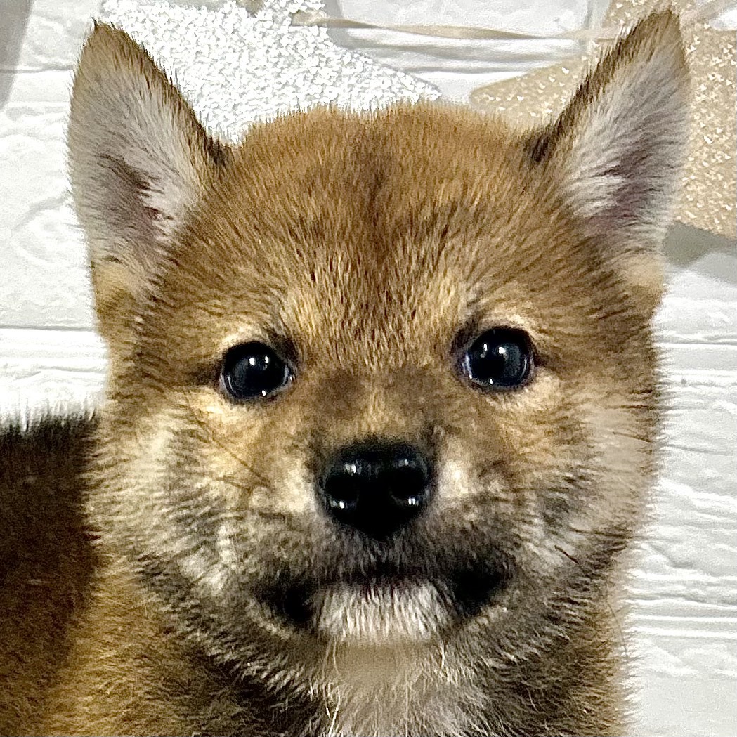 兵庫県の柴犬(標準サイズ) (犬の家＆猫の里ニッケパークタウン加古川店/2025年9月20日生まれ/男の子/赤)の子犬