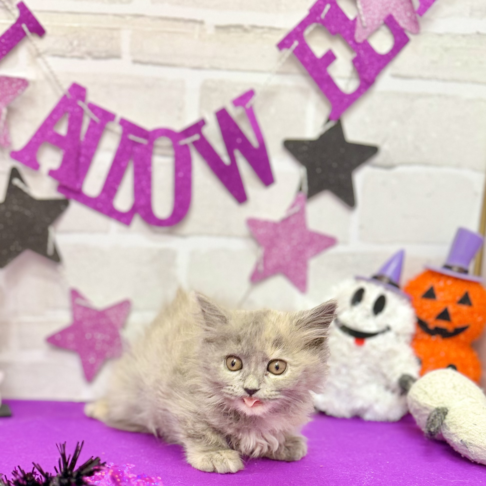 静岡県のスコティッシュストレート (犬の家＆猫の里プレ葉ウォーク浜北店/2025年8月14日生まれ/女の子/ブルークリーム)の子猫の3枚目の画像