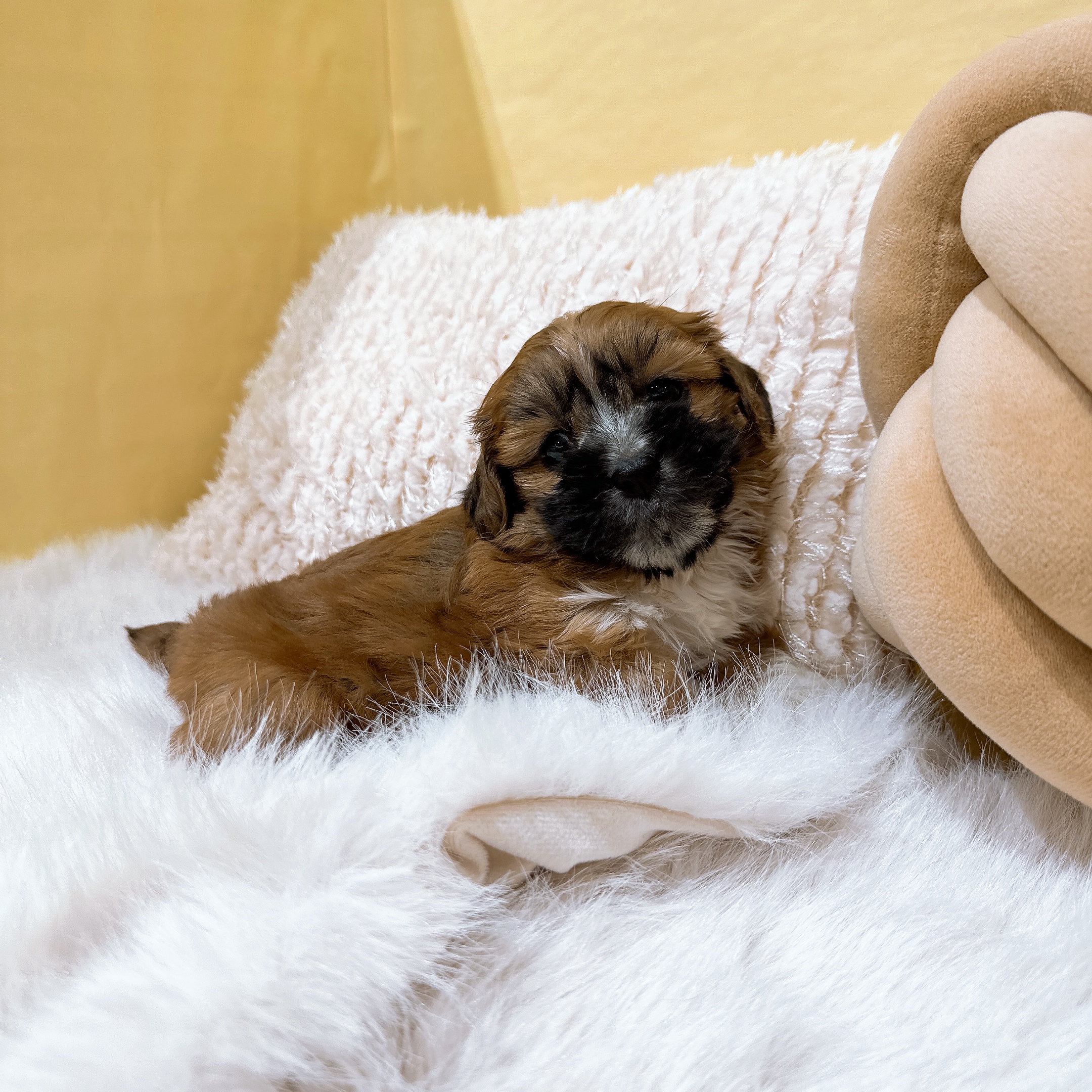 神奈川県のハーフ犬・ミックス犬 (犬の家＆猫の里元住吉ブレーメン通り店/2026年1月5日生まれ/女の子/レッド)の子犬の3枚目の画像