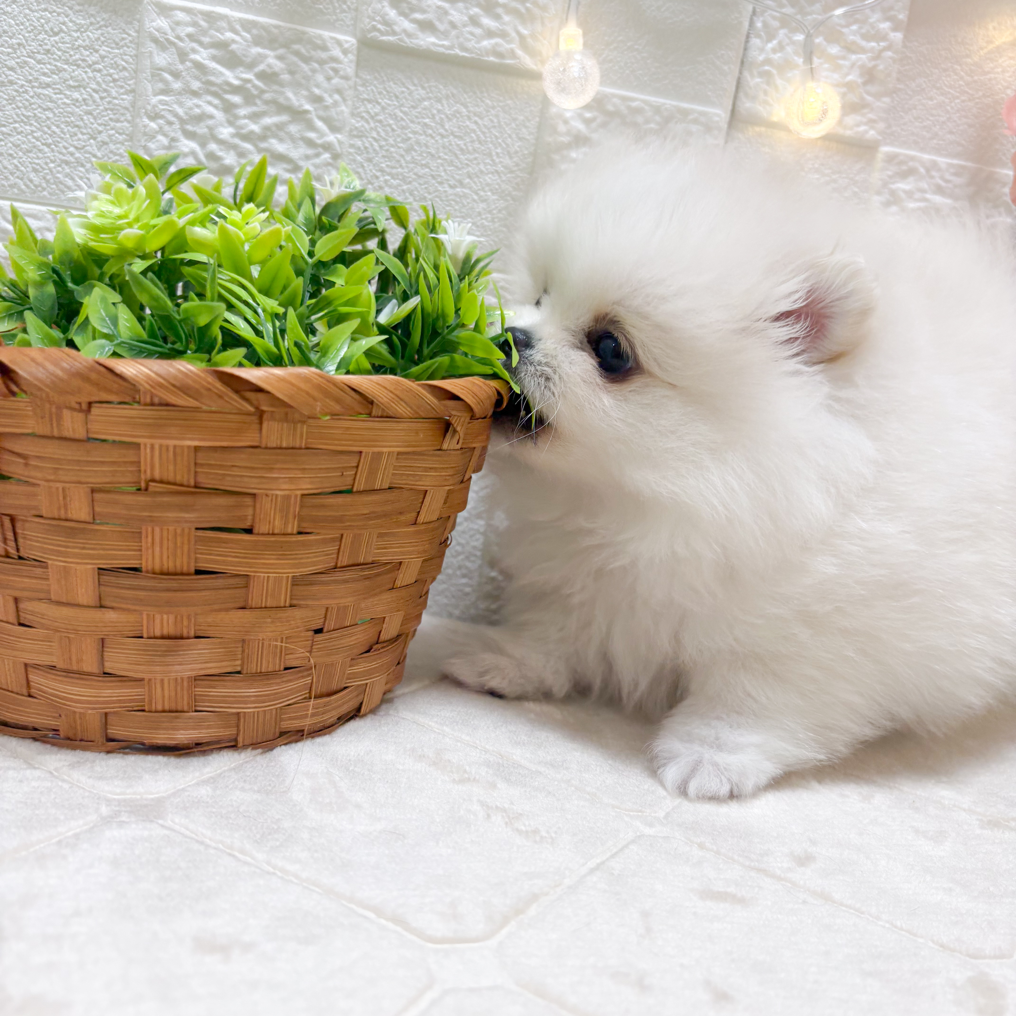 東京都のポメラニアン (犬の家＆猫の里ペットフォレスト小平店/2026年1月12日生まれ/女の子/ホワイト)の子犬の3枚目の画像