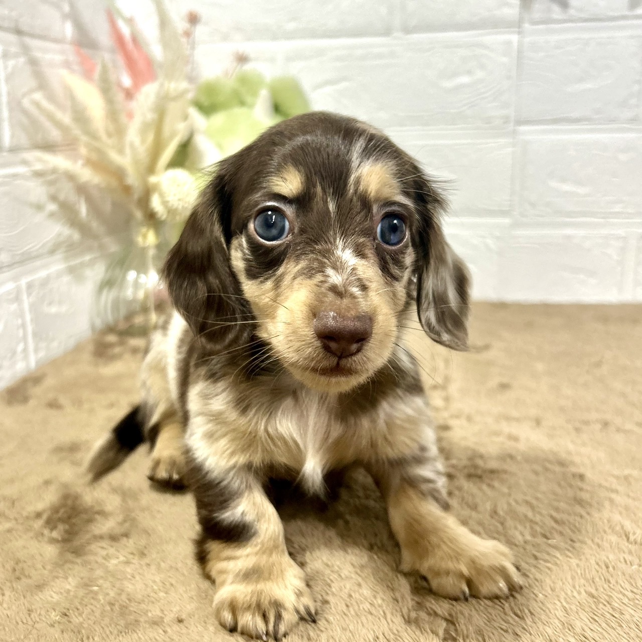 兵庫県のミニチュアダックスフンド(ロング) (犬の家＆猫の里ニッケパークタウン加古川店/2025年9月25日生まれ/男の子/チョコレートダップル)の子犬の3枚目の画像