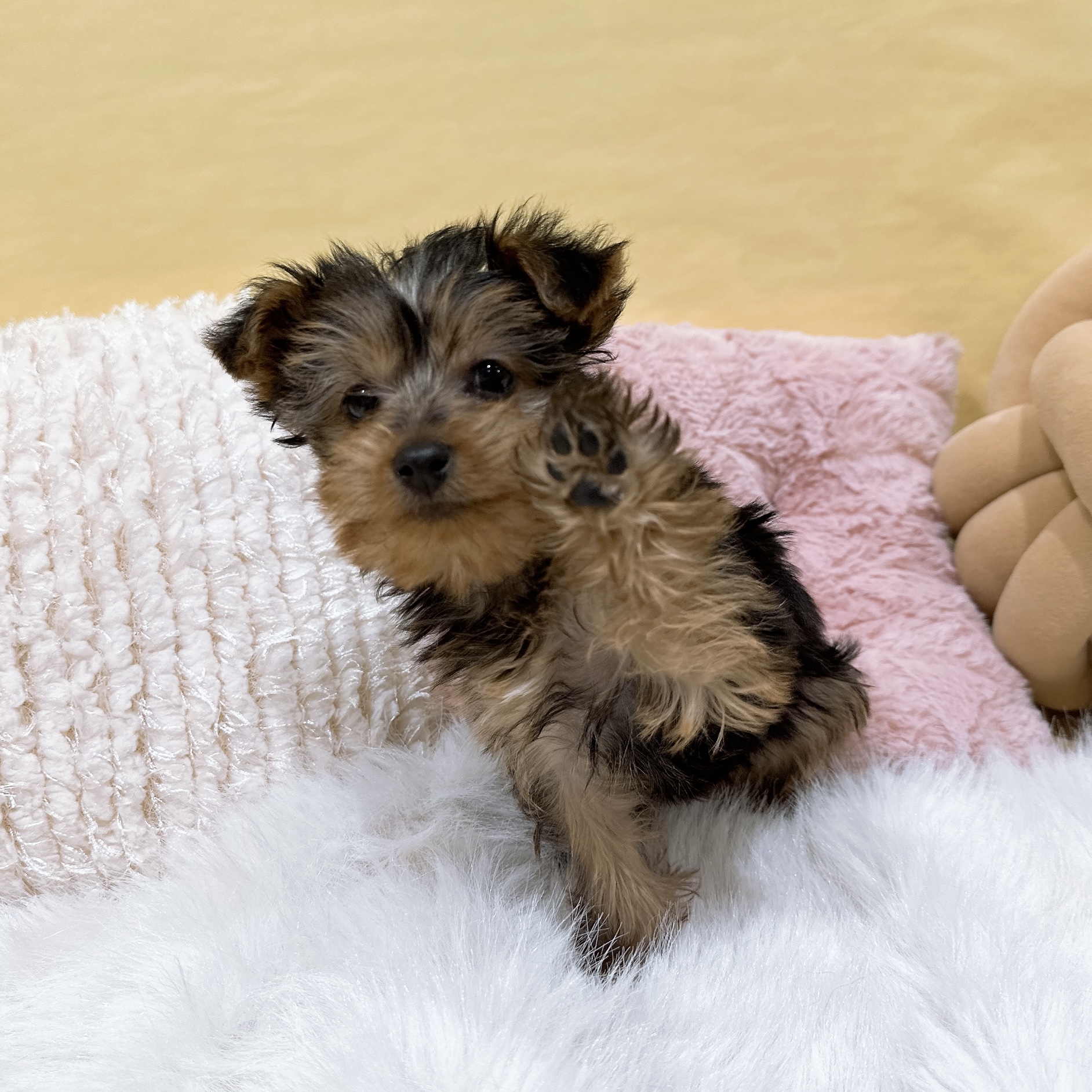 神奈川県のヨークシャーテリア (犬の家＆猫の里元住吉ブレーメン通り店/2026年1月5日生まれ/女の子/スチールブルータン)の子犬の3枚目の画像